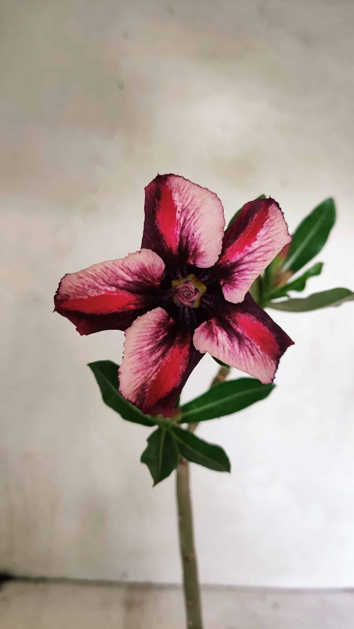 Planta Simples 3339 – 30cm – 02 anos - foto 3