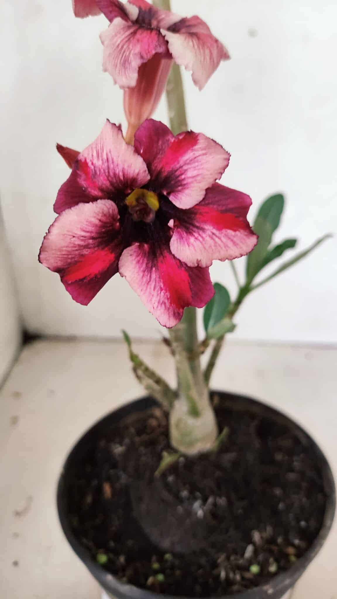 Planta Simples 3339 – 30cm – 02 anos - foto 4