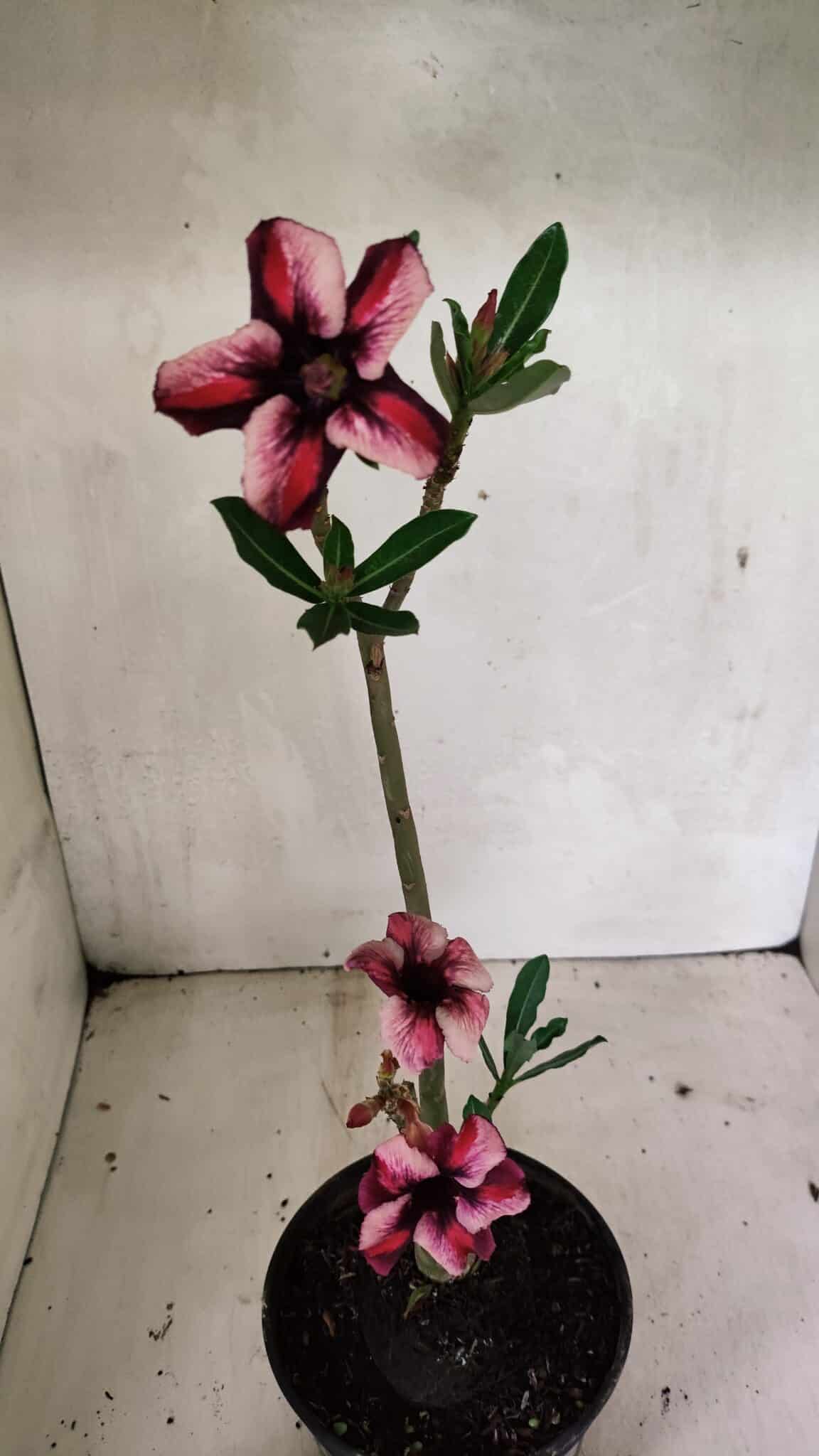 Planta Simples 3339 – 30cm – 02 anos - foto 8