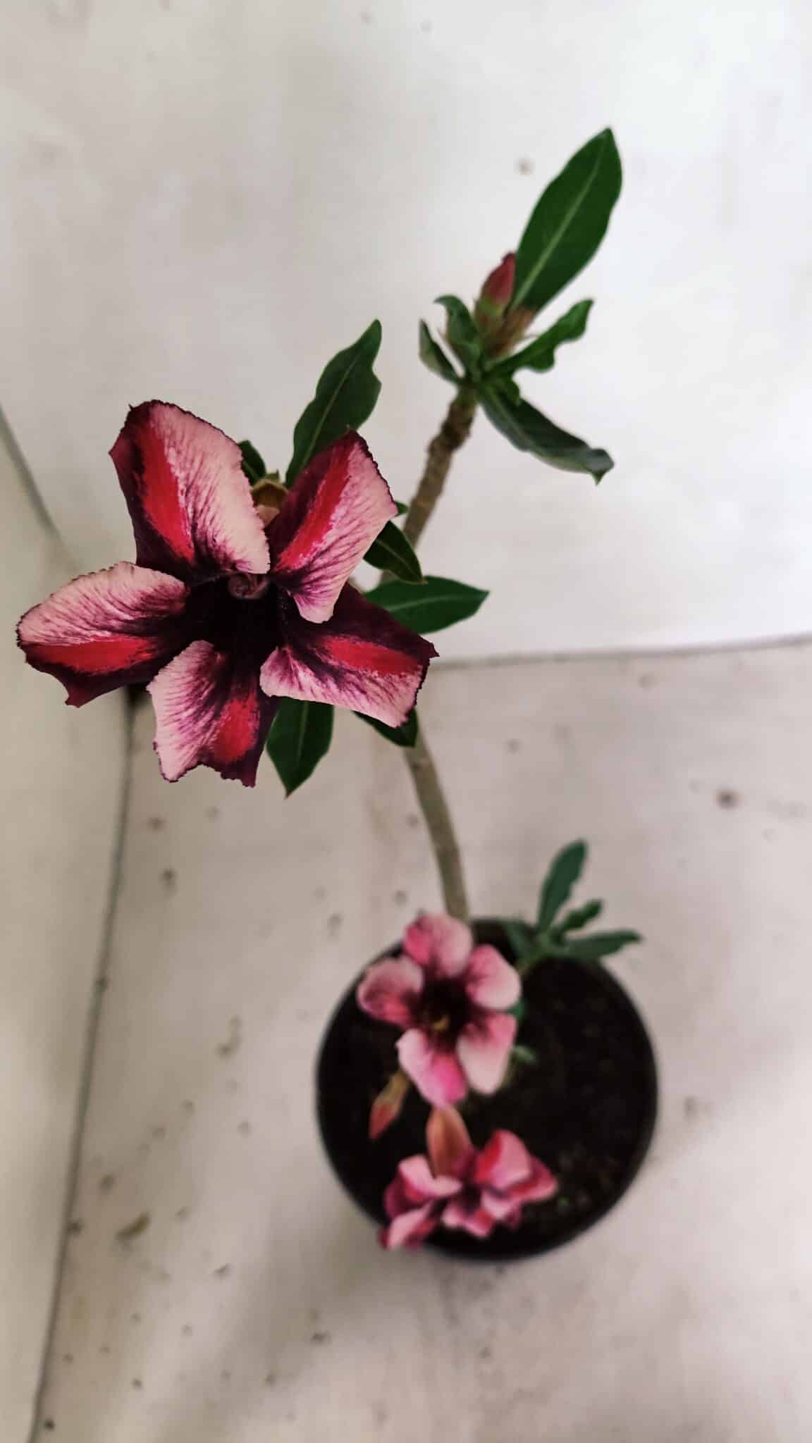 Planta Simples 3339 – 30cm – 02 anos - foto 5