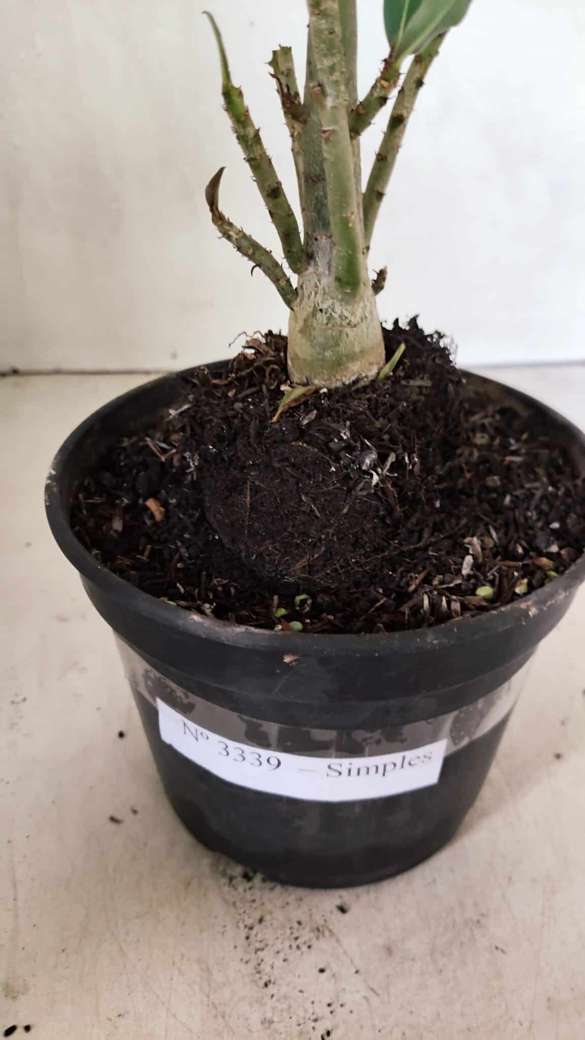 Planta Simples 3339 – 30cm – 02 anos - foto 7