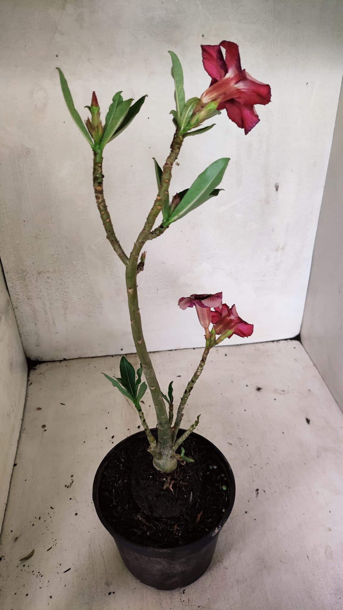 Planta Simples 3339 – 30cm – 02 anos - foto 6
