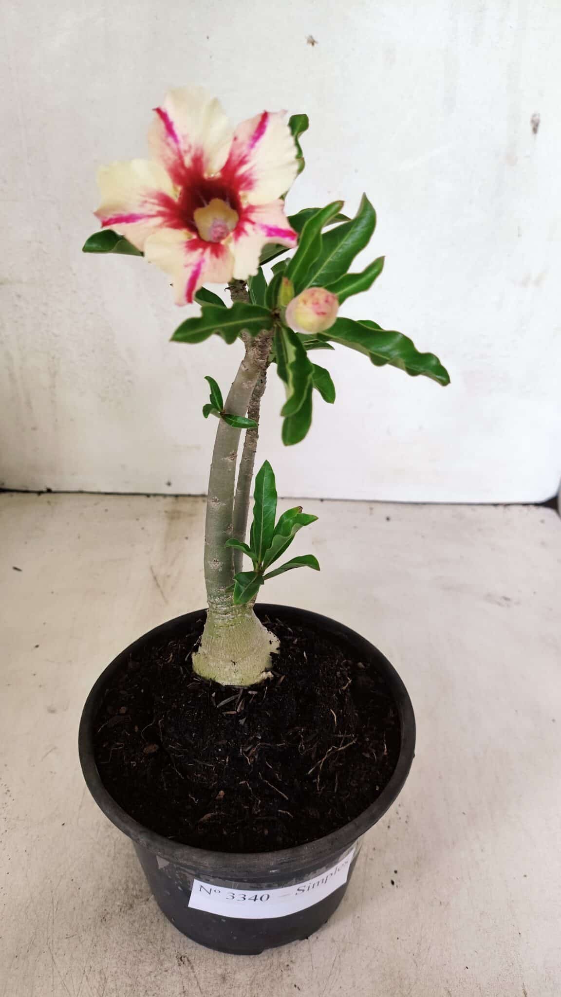 Planta Simples 3340 – 25cm – 01 ano - foto 2