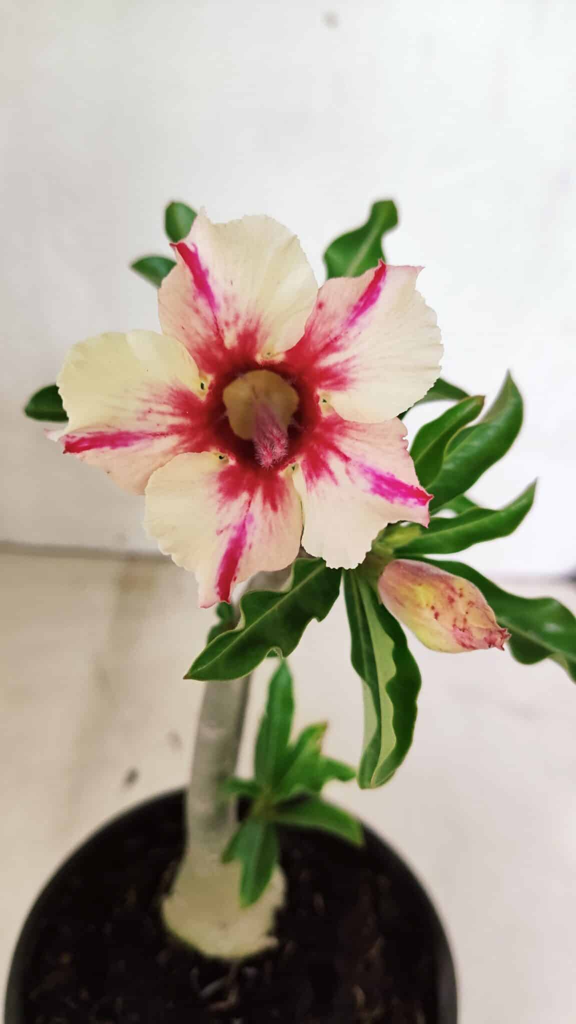 Planta Simples 3340 – 25cm – 01 ano - foto 3