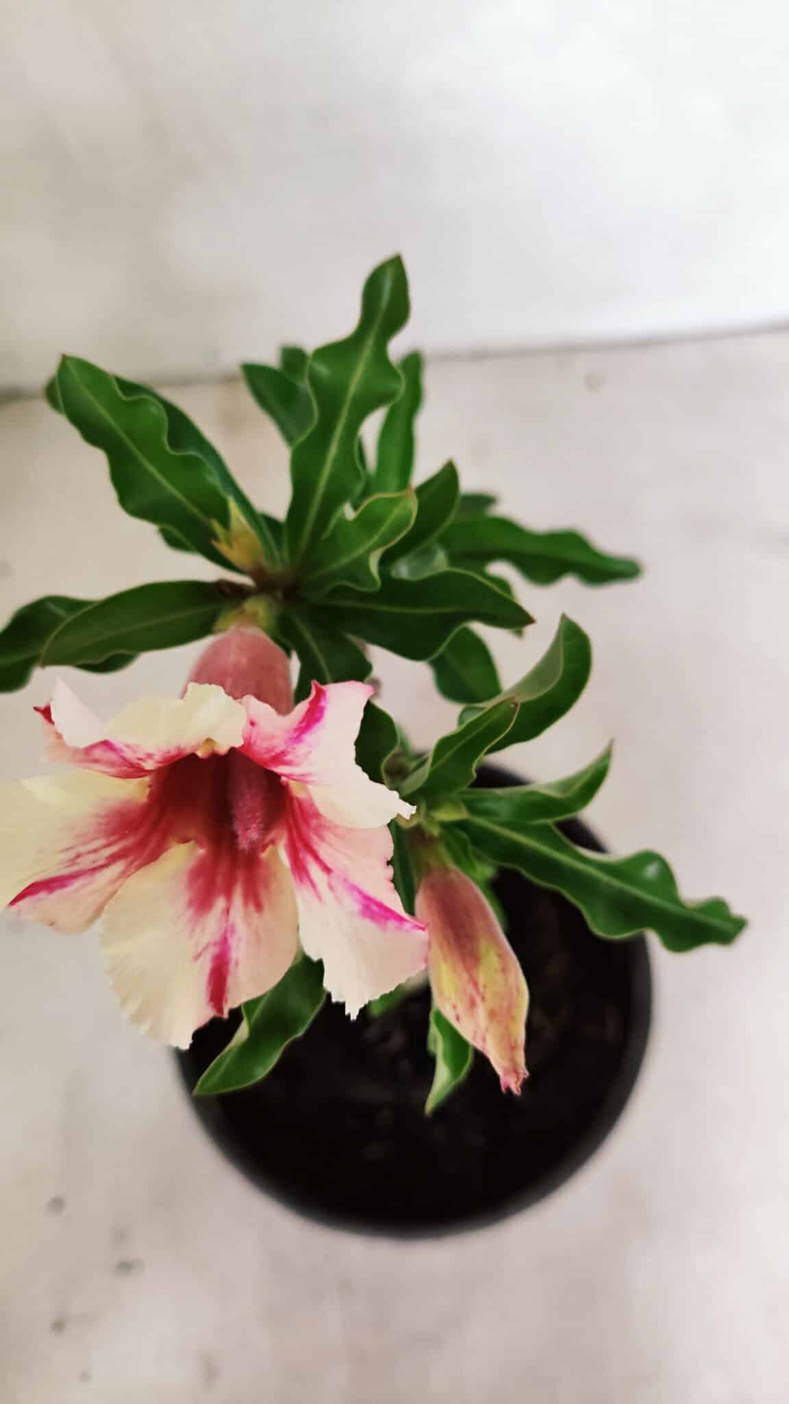 Planta Simples 3340 – 25cm – 01 ano - foto 4