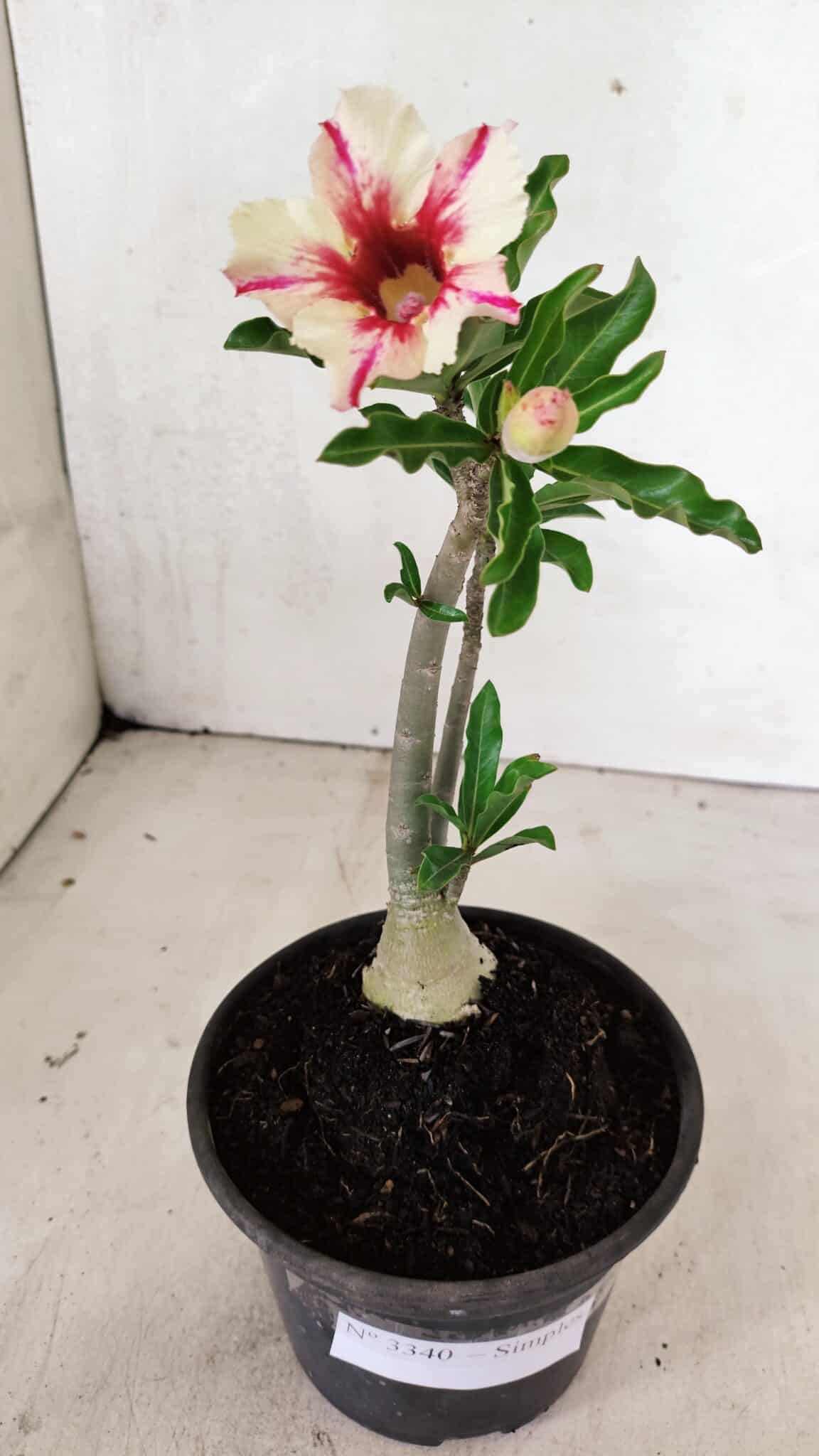 Planta Simples 3340 – 25cm – 01 ano - foto 9