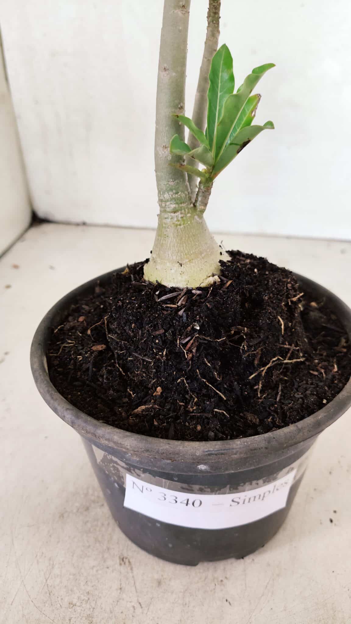 Planta Simples 3340 – 25cm – 01 ano - foto 8