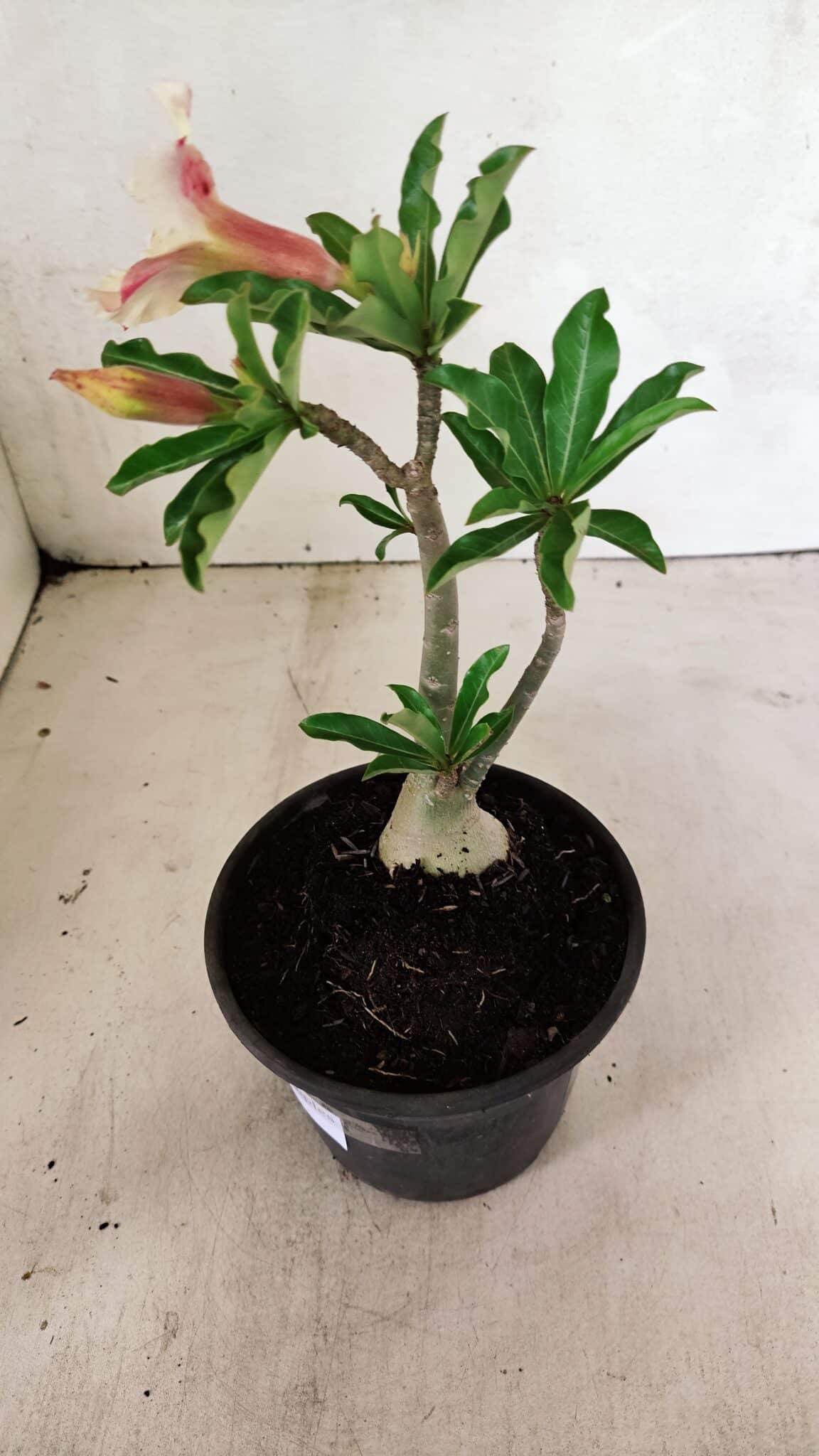 Planta Simples 3340 – 25cm – 01 ano - foto 7