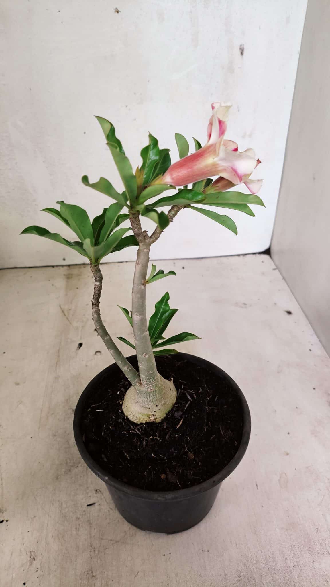 Planta Simples 3340 – 25cm – 01 ano - foto 6