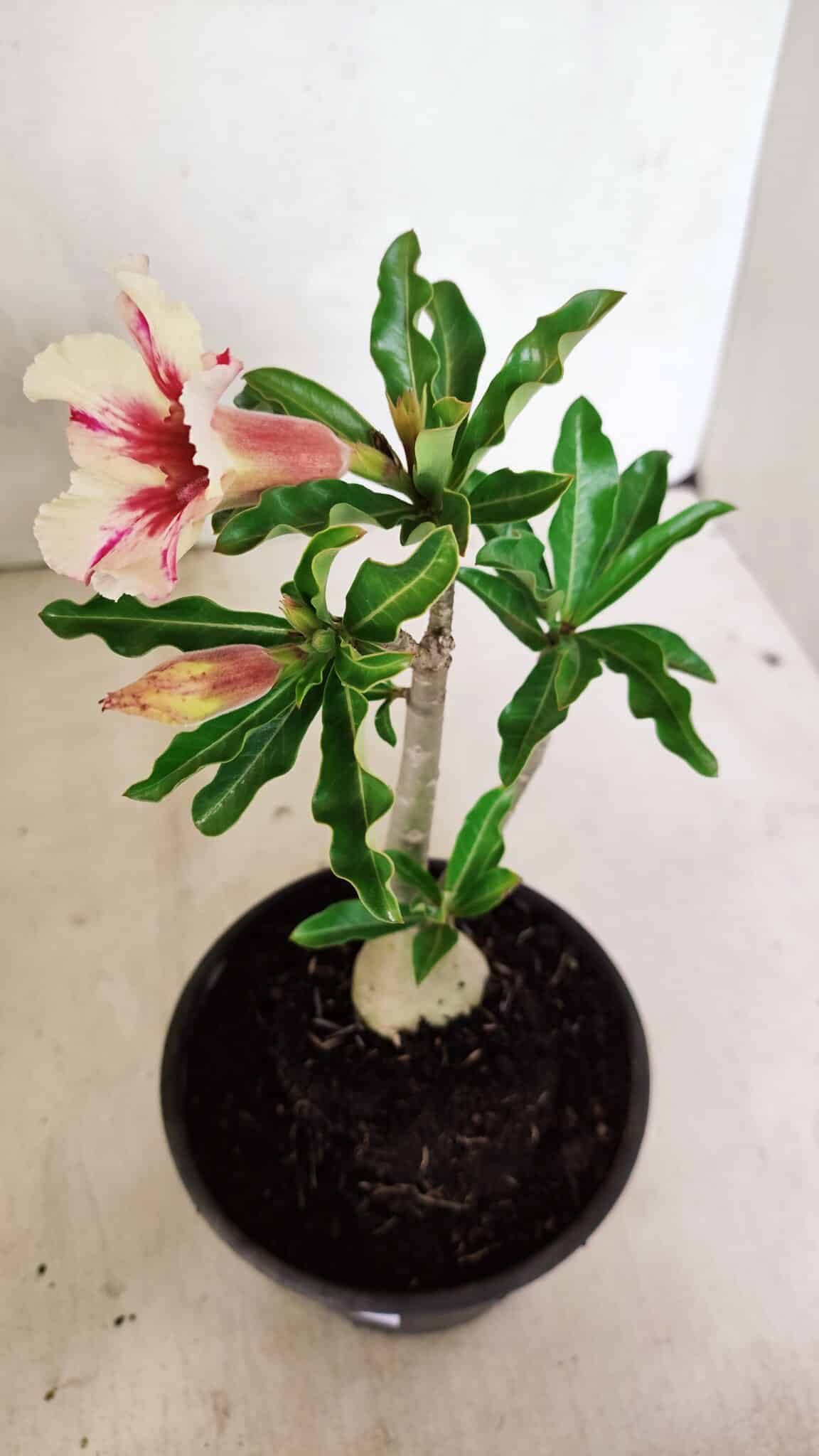 Planta Simples 3340 – 25cm – 01 ano - foto 5