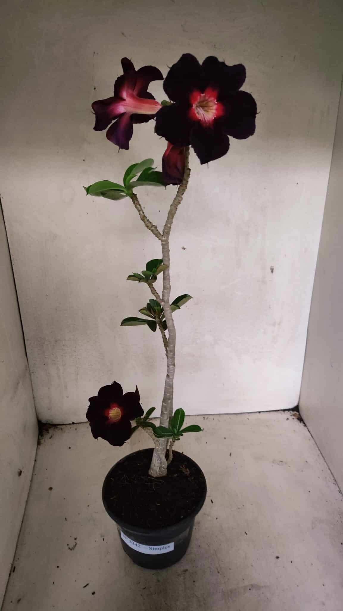 Planta Simples 3342 – 35cm – 03 anos - foto 2