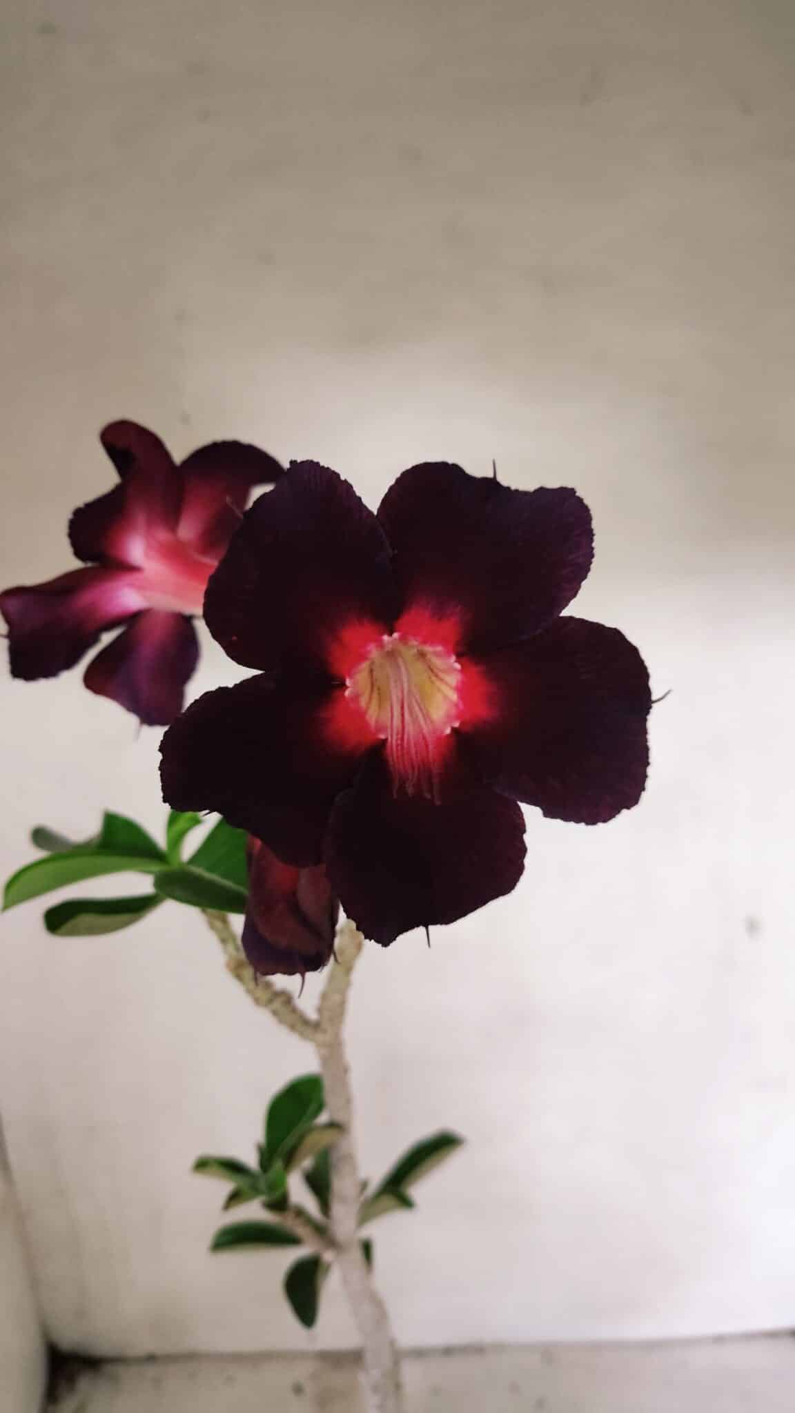 Planta Simples 3342 – 35cm – 03 anos - foto 3