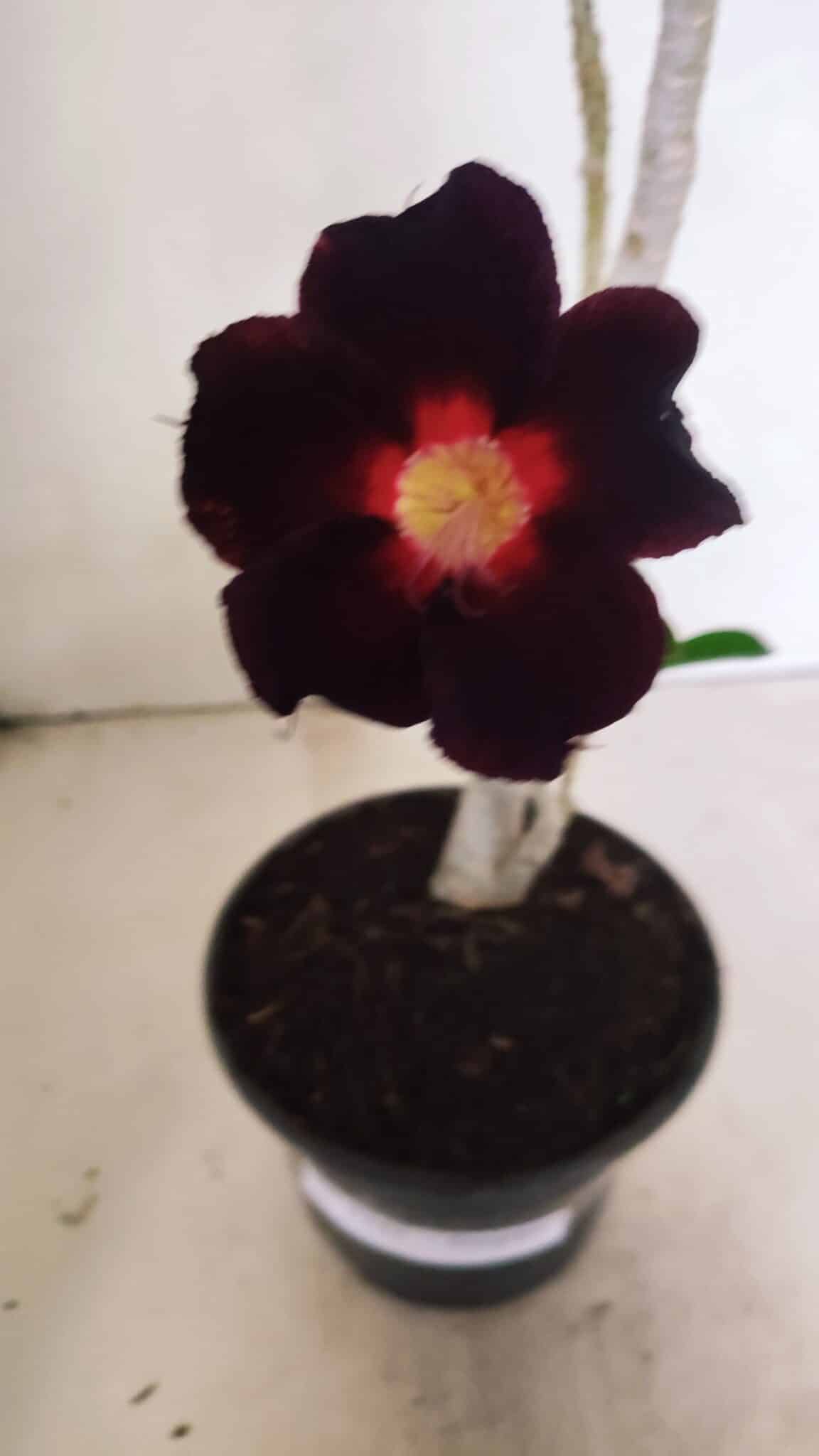Planta Simples 3342 – 35cm – 03 anos - foto 4