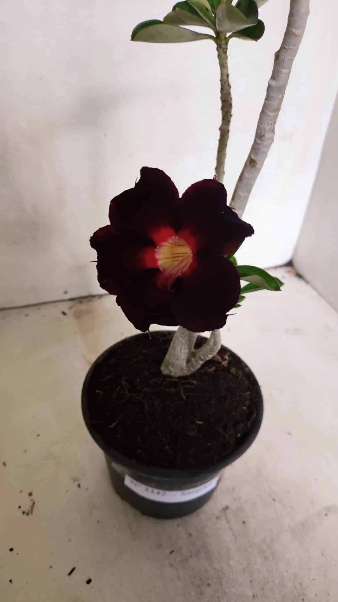 Planta Simples 3342 – 35cm – 03 anos - foto 6
