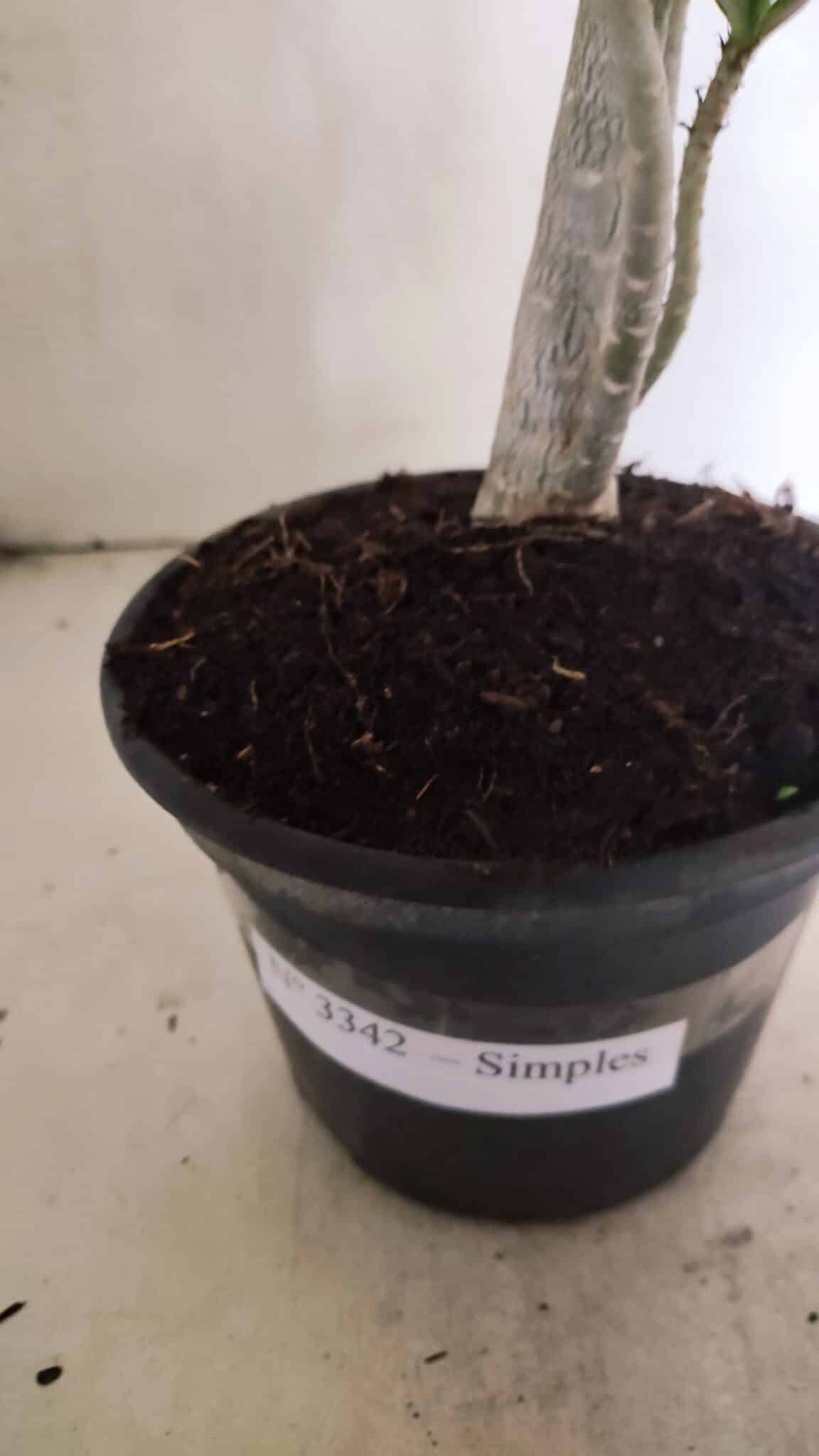 Planta Simples 3342 – 35cm – 03 anos - foto 5