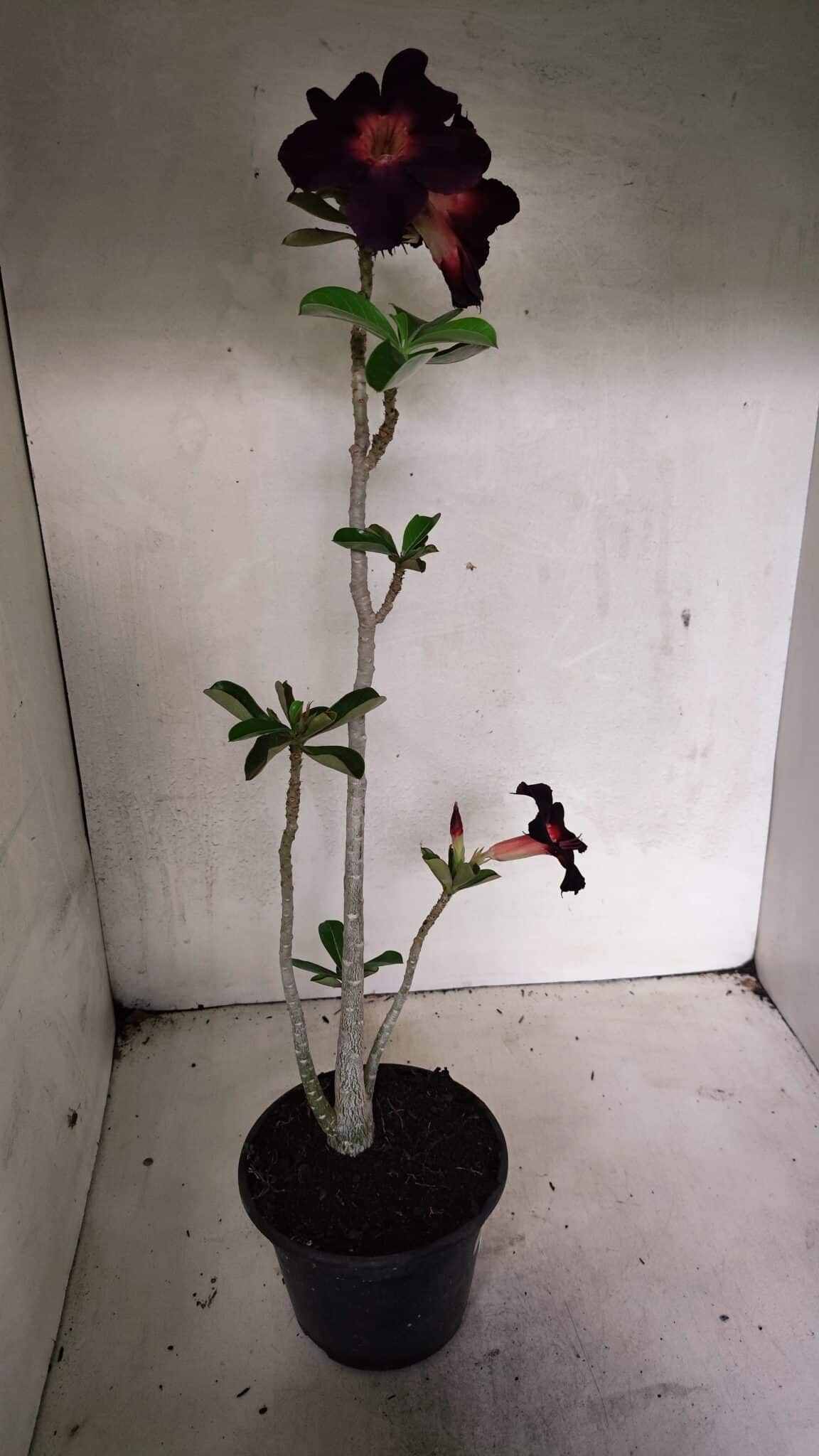 Planta Simples 3342 – 35cm – 03 anos - foto 7
