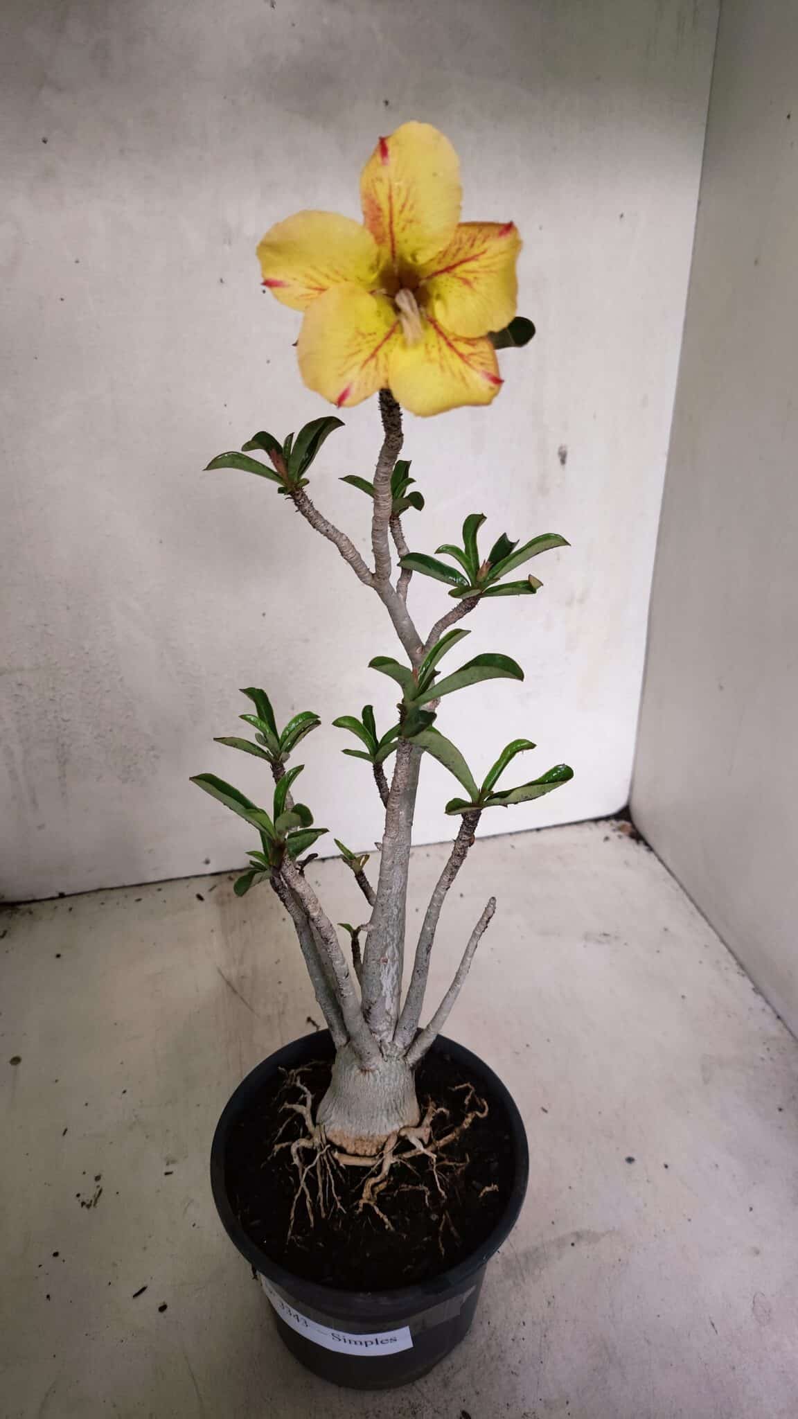 Planta Simples 3343 – 35cm – 03 anos - foto 2