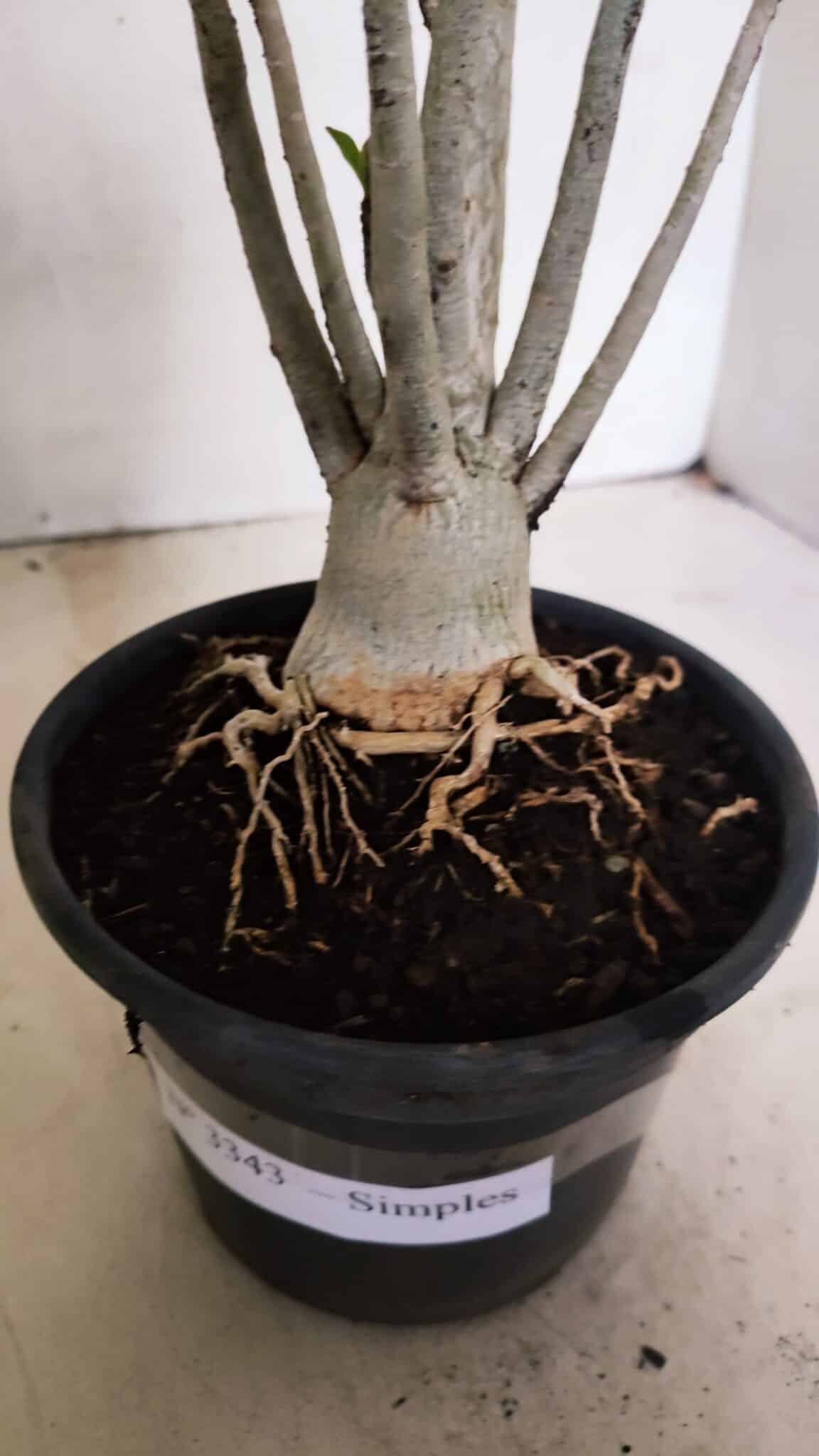 Planta Simples 3343 – 35cm – 03 anos - foto 7