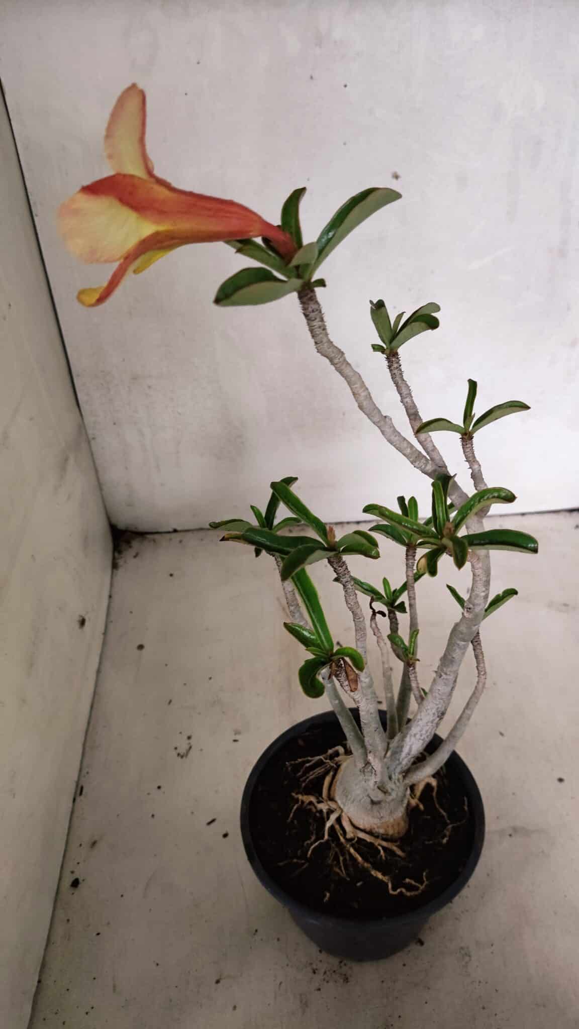 Planta Simples 3343 – 35cm – 03 anos - foto 6