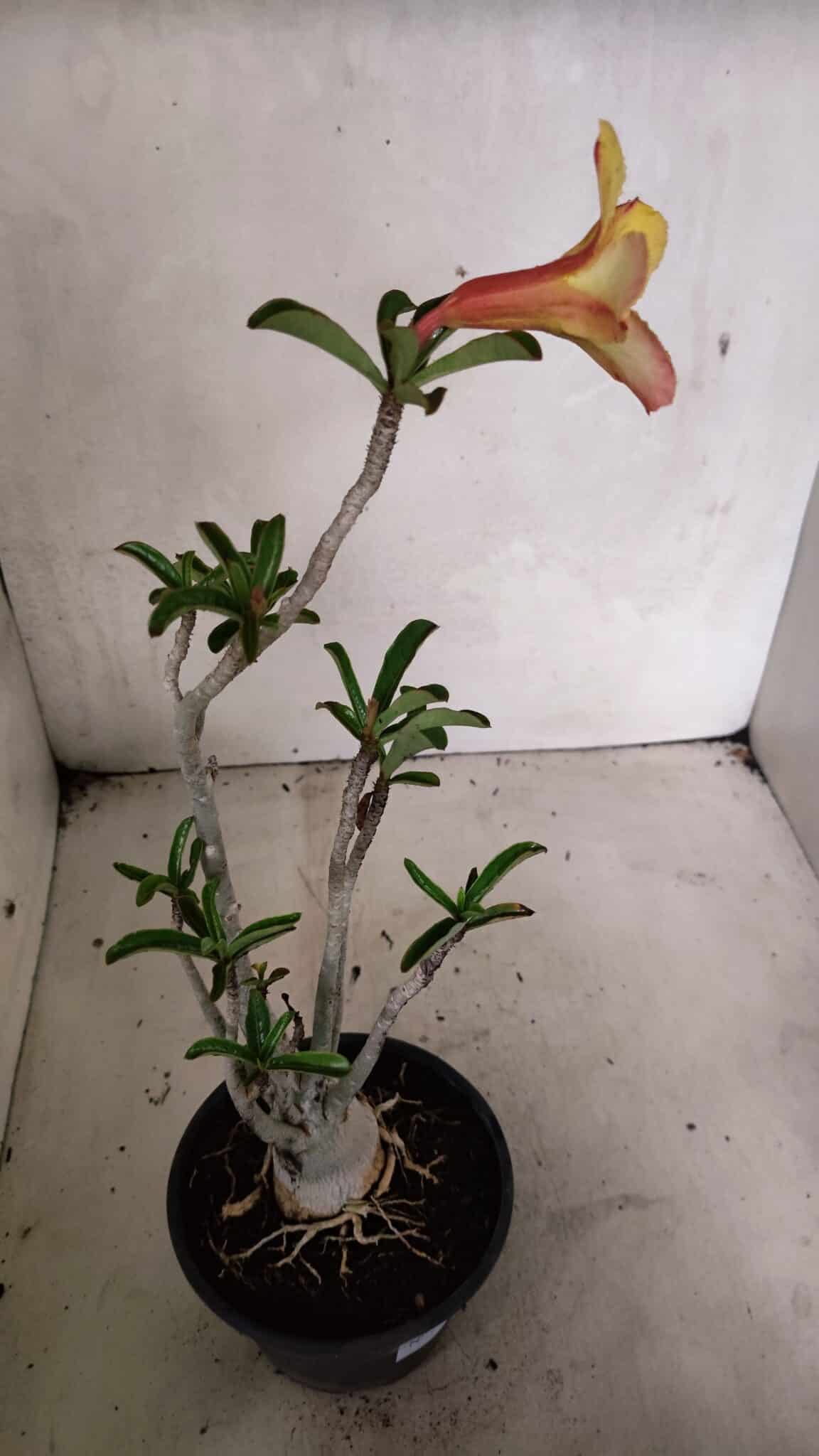 Planta Simples 3343 – 35cm – 03 anos - foto 5