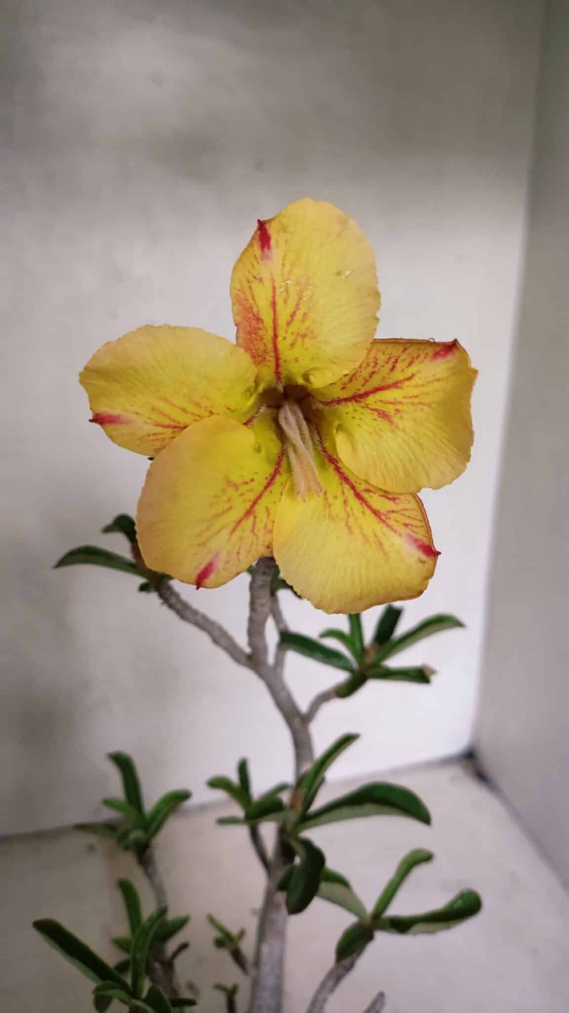 Planta Simples 3343 – 35cm – 03 anos - foto 3
