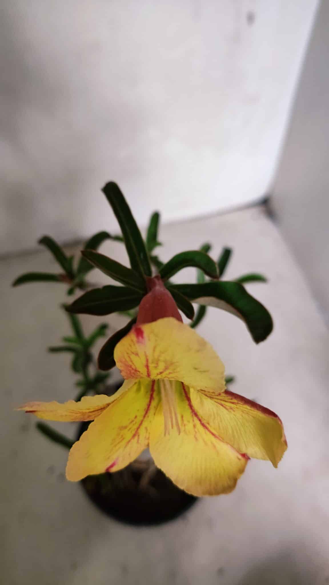 Planta Simples 3343 – 35cm – 03 anos - foto 4