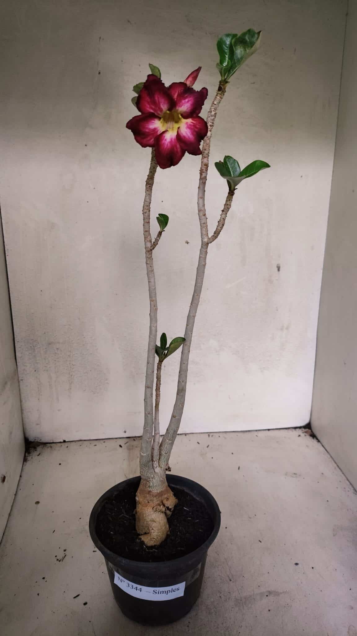 Planta Simples 3344 – 35cm – 03 anos - foto 2