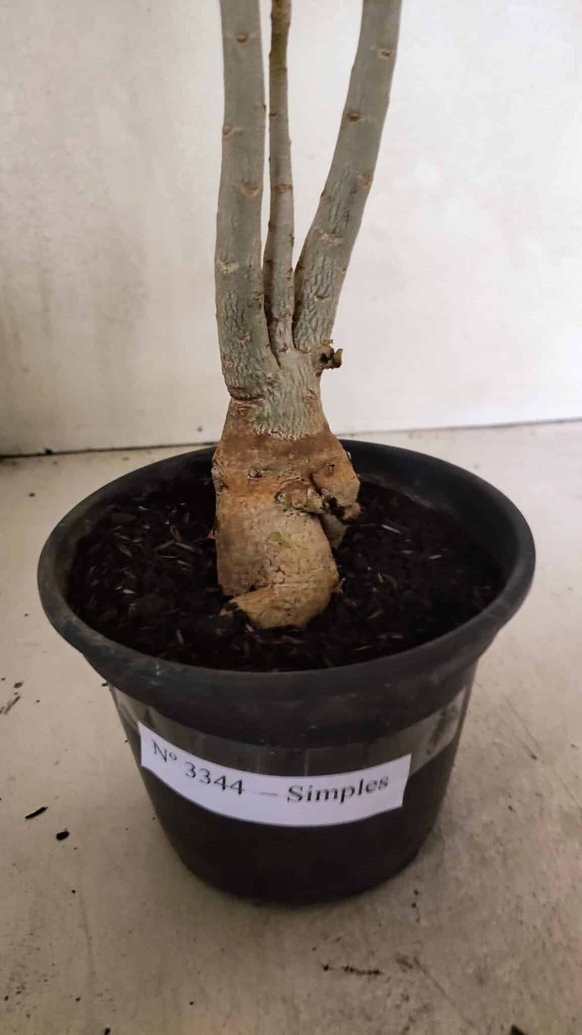 Planta Simples 3344 – 35cm – 03 anos - foto 5