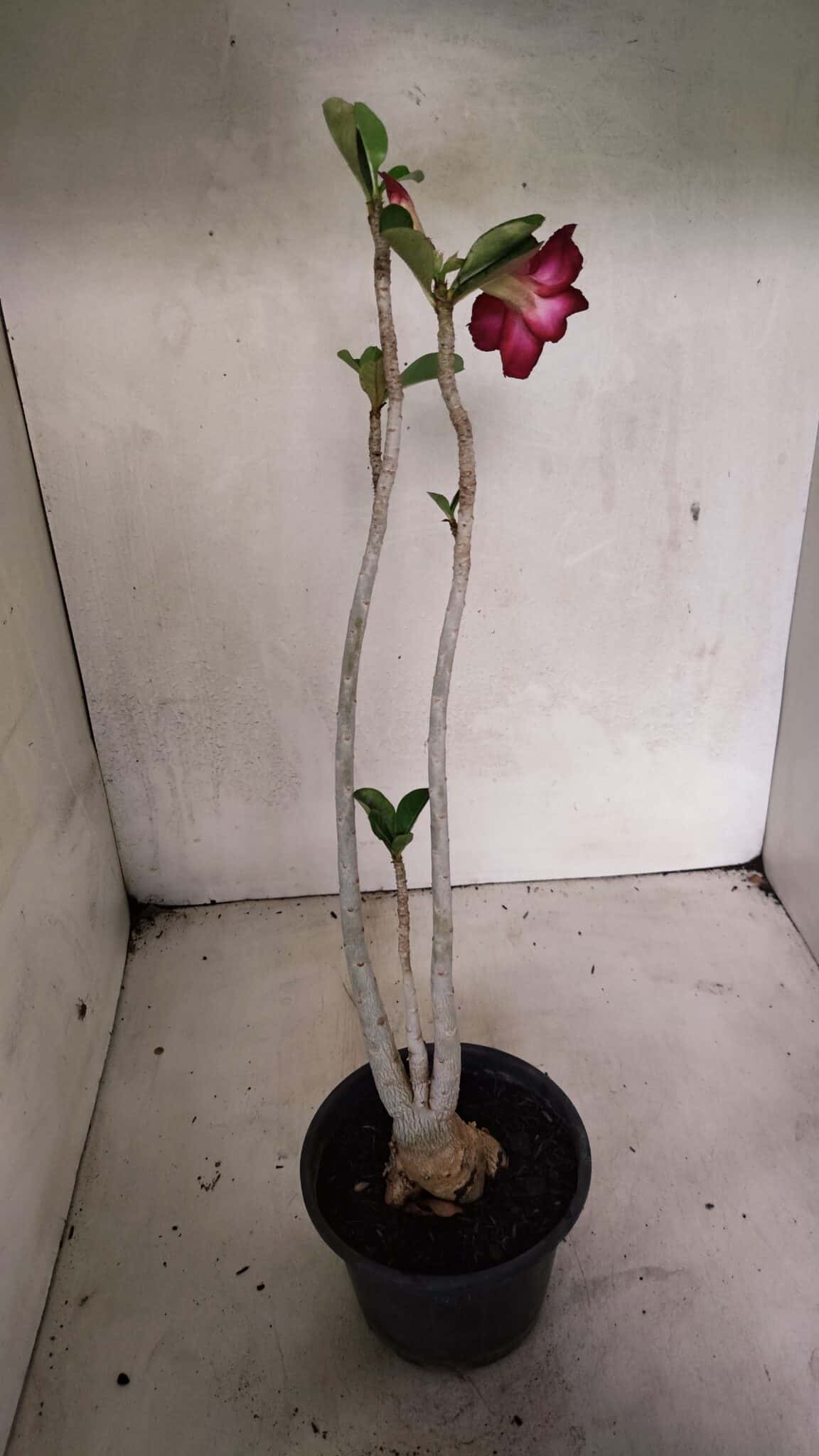 Planta Simples 3344 – 35cm – 03 anos - foto 4
