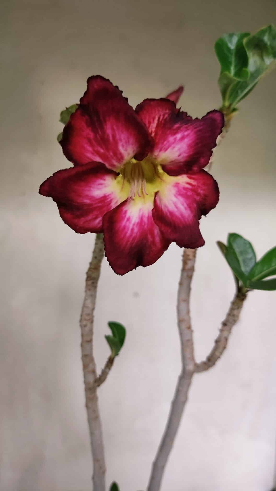 Planta Simples 3344 – 35cm – 03 anos - foto 3