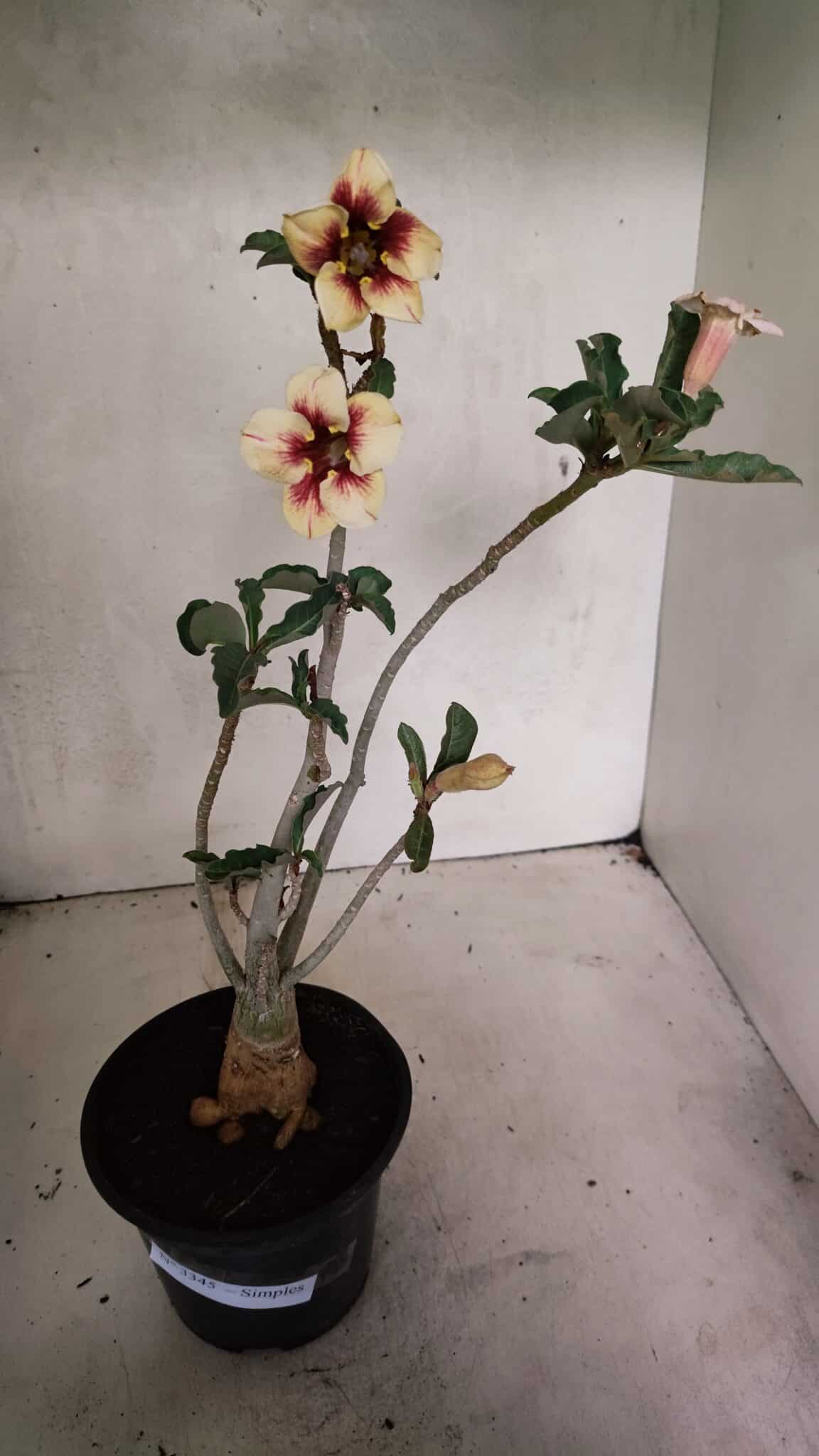 Planta Simples 3345 – 35cm – 03 anos - foto 2
