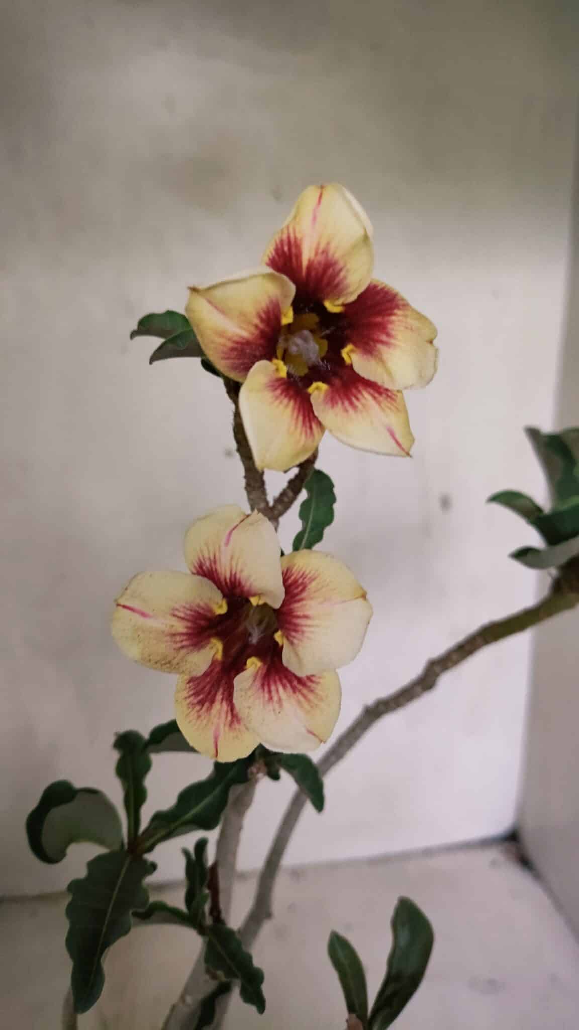 Planta Simples 3345 – 35cm – 03 anos - foto 4
