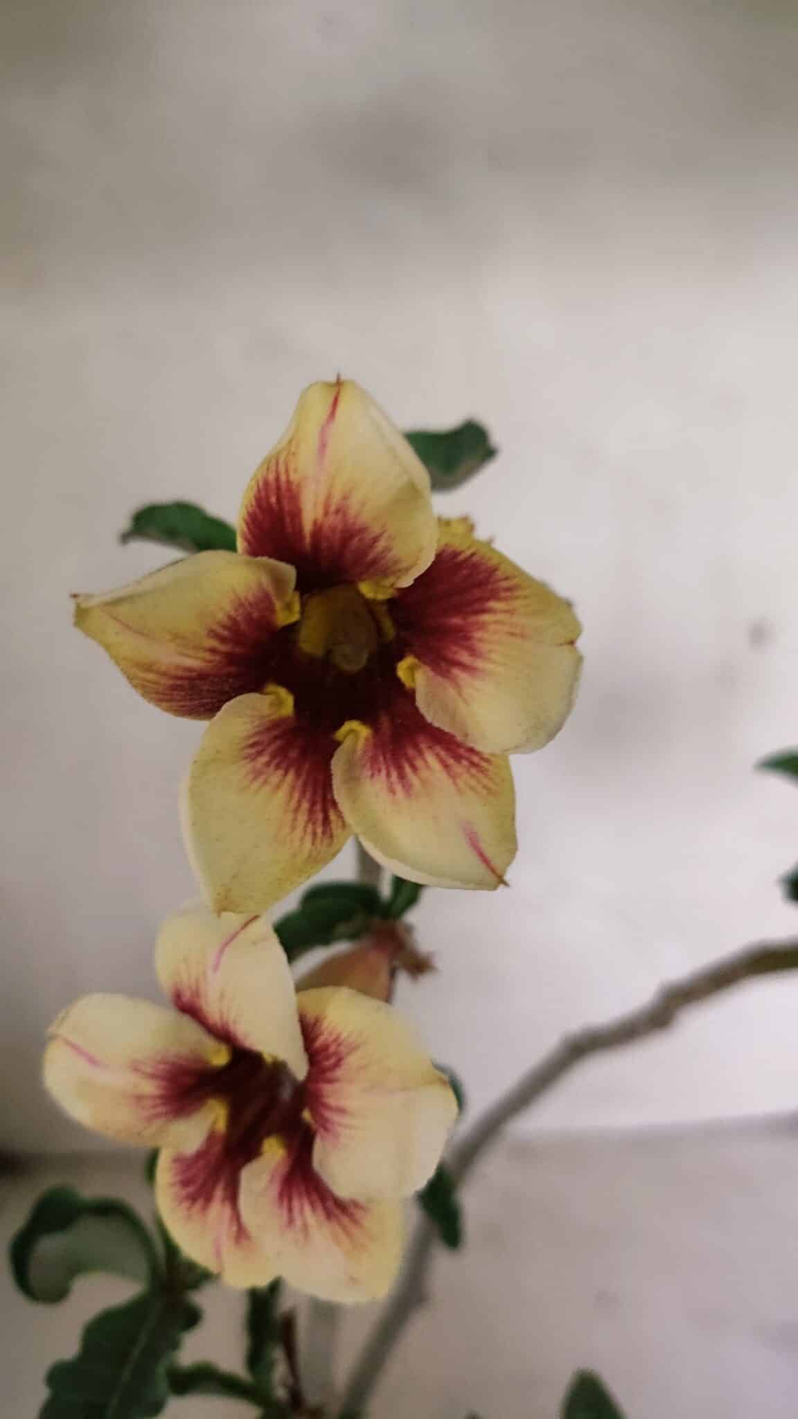 Planta Simples 3345 – 35cm – 03 anos - foto 3