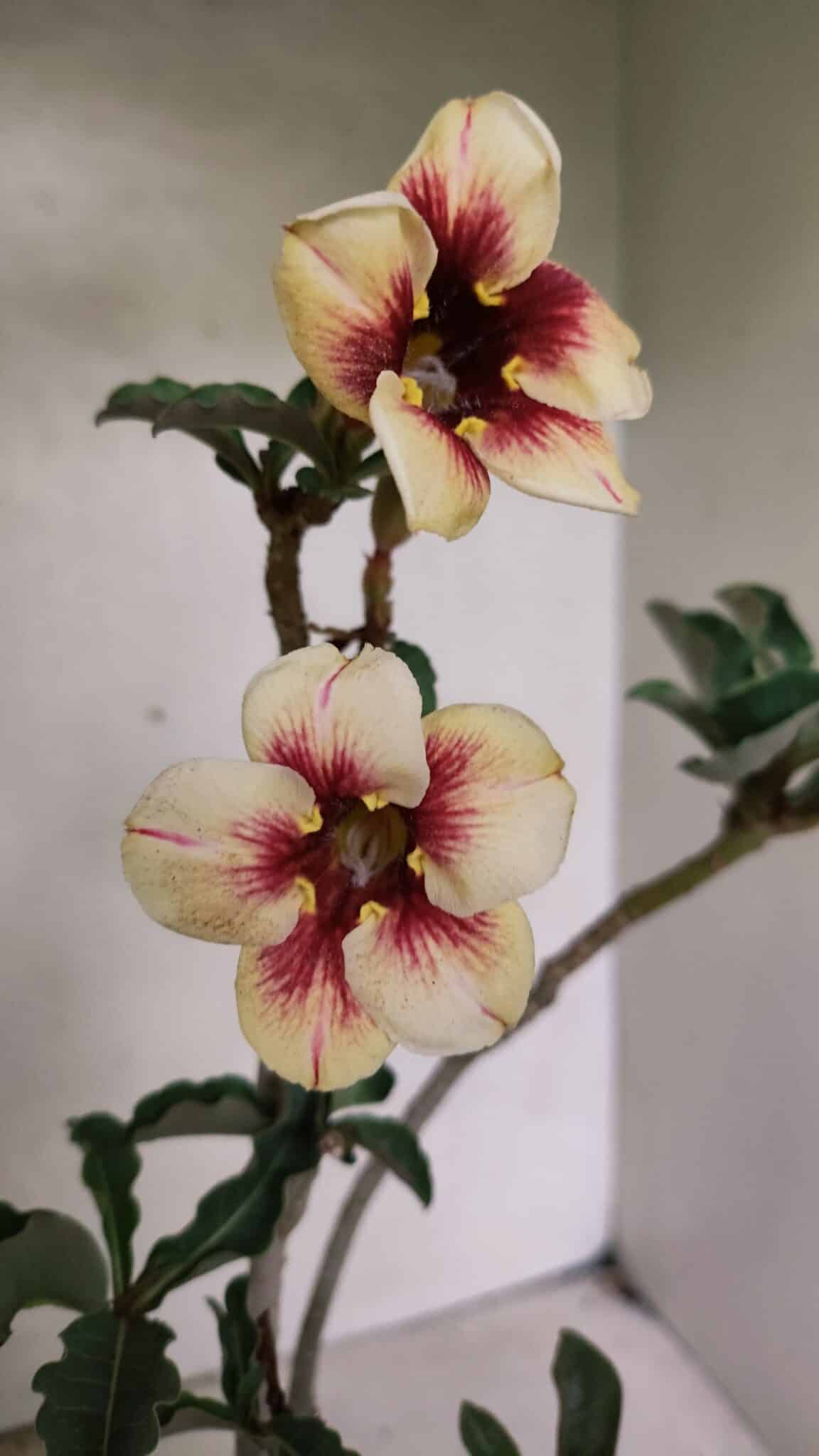 Planta Simples 3345 – 35cm – 03 anos - foto 5