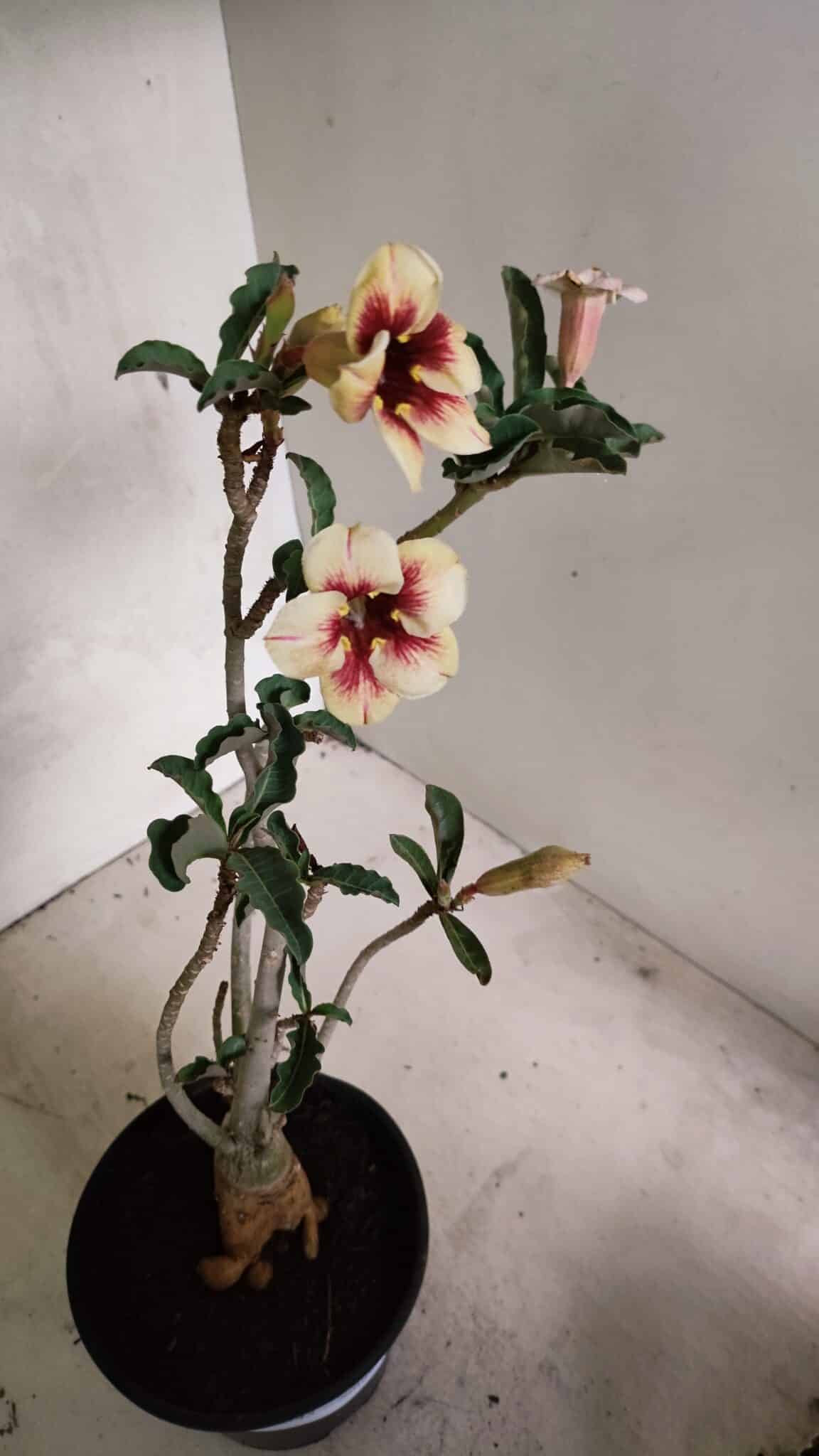 Planta Simples 3345 – 35cm – 03 anos - foto 9