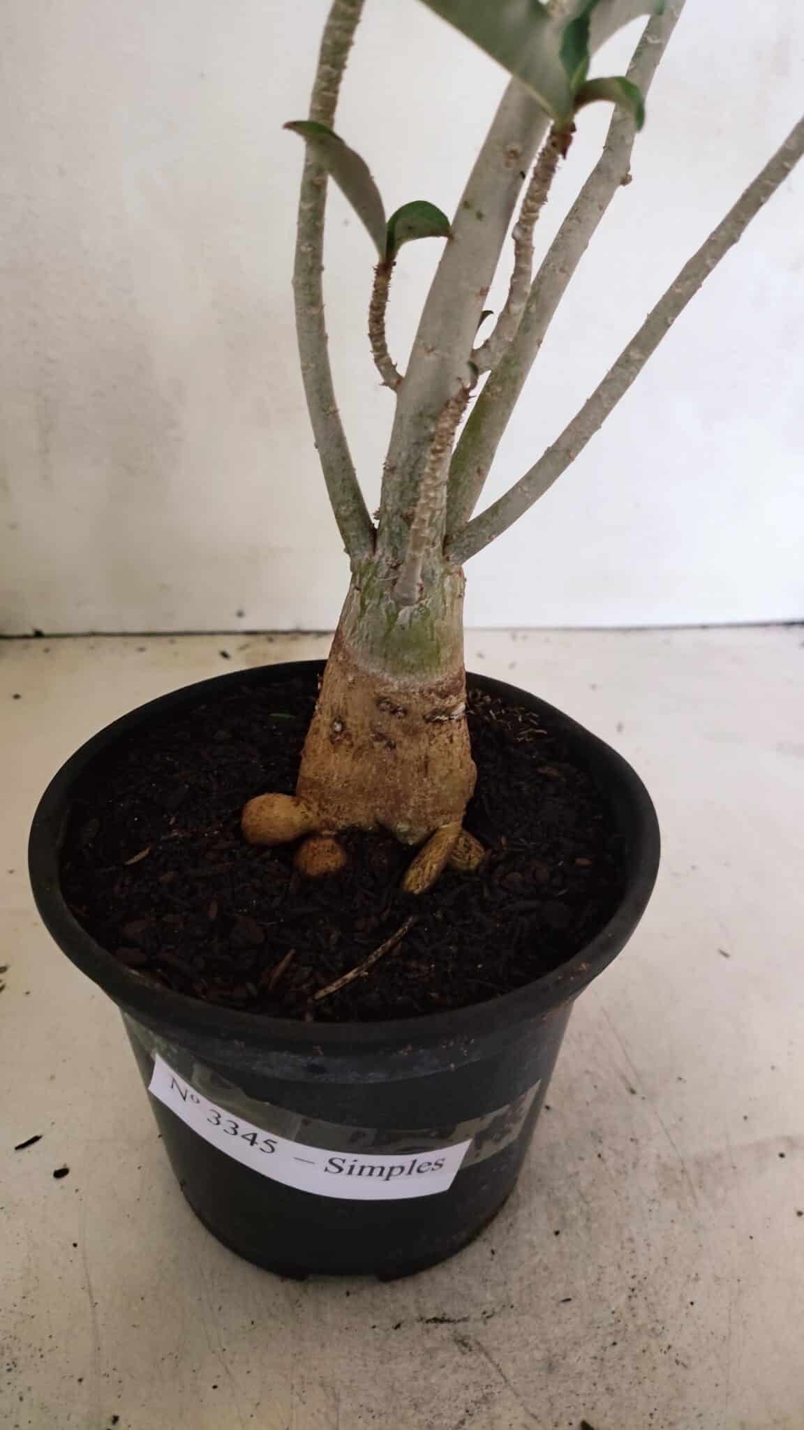 Planta Simples 3345 – 35cm – 03 anos - foto 8