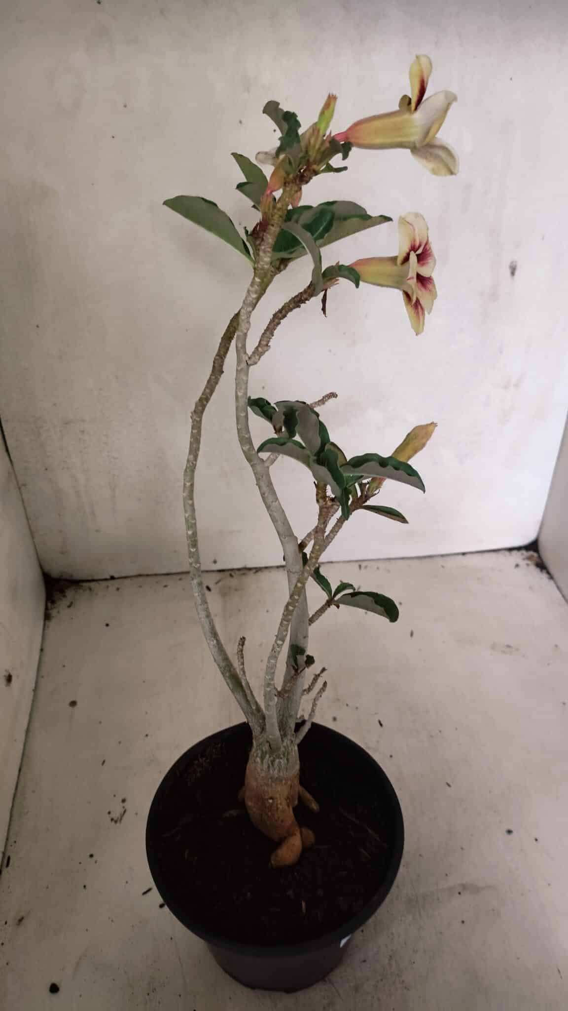 Planta Simples 3345 – 35cm – 03 anos - foto 7