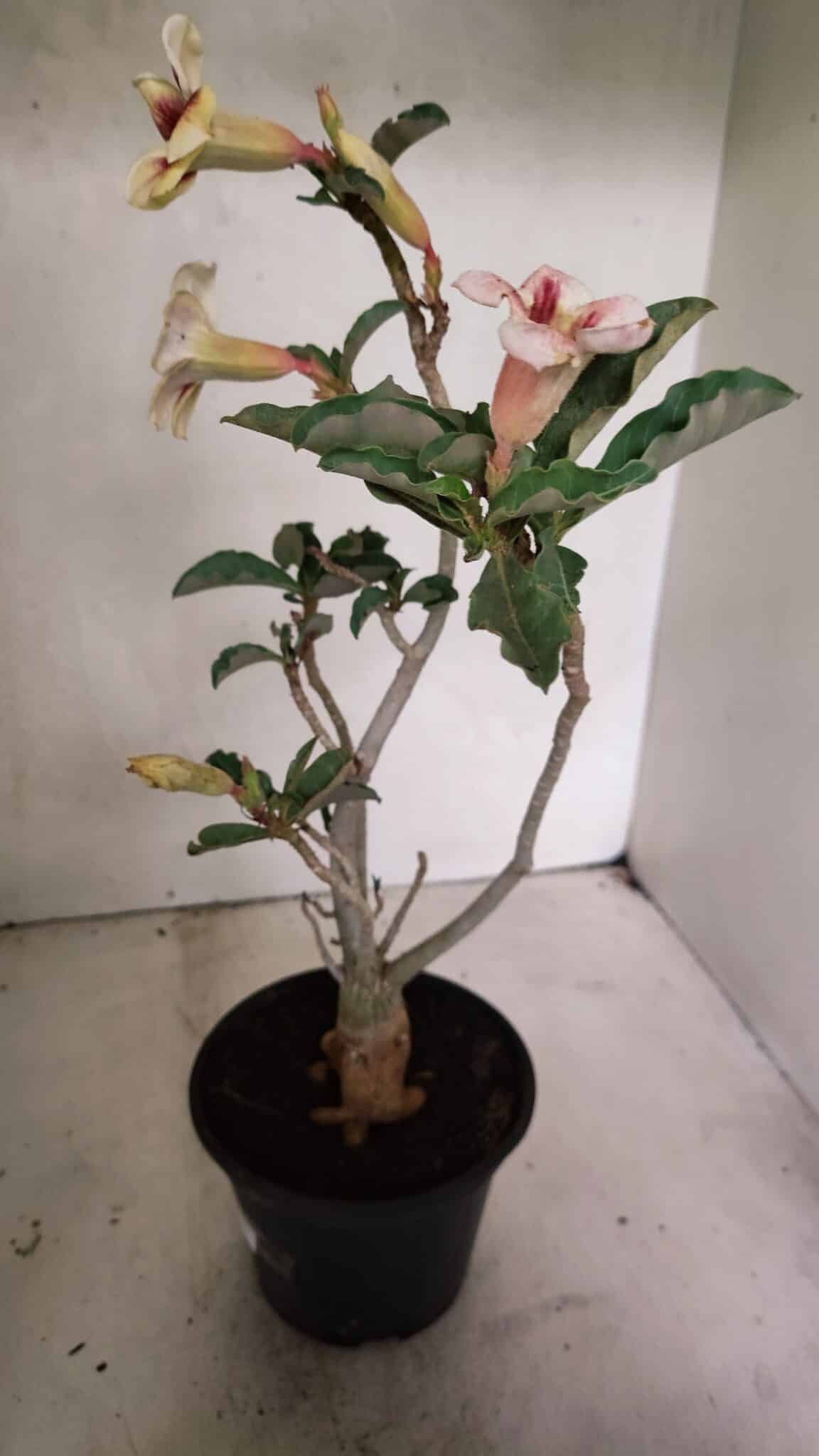 Planta Simples 3345 – 35cm – 03 anos - foto 6