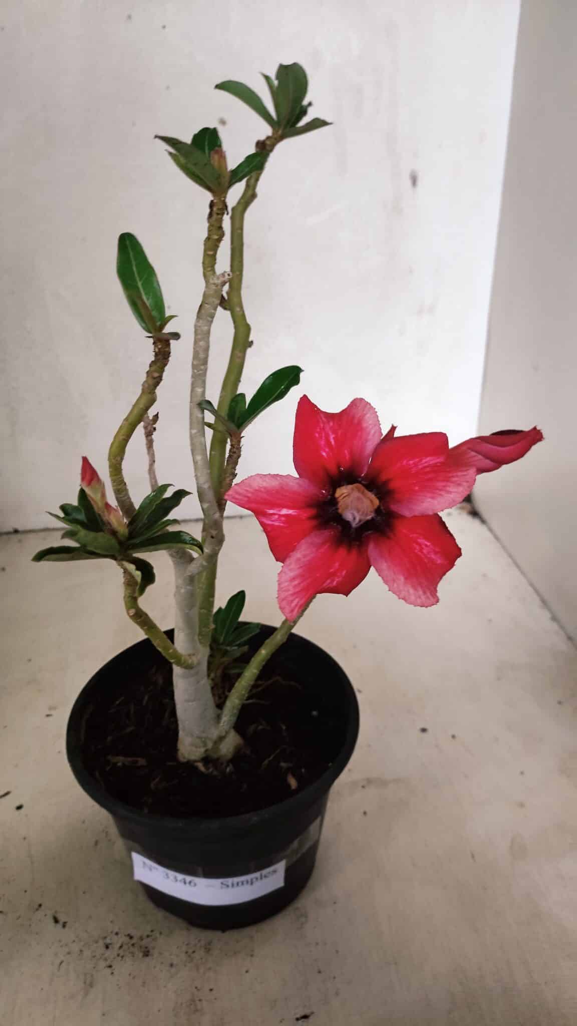 Planta Simples 3346 – 30cm – 02 anos - foto 2
