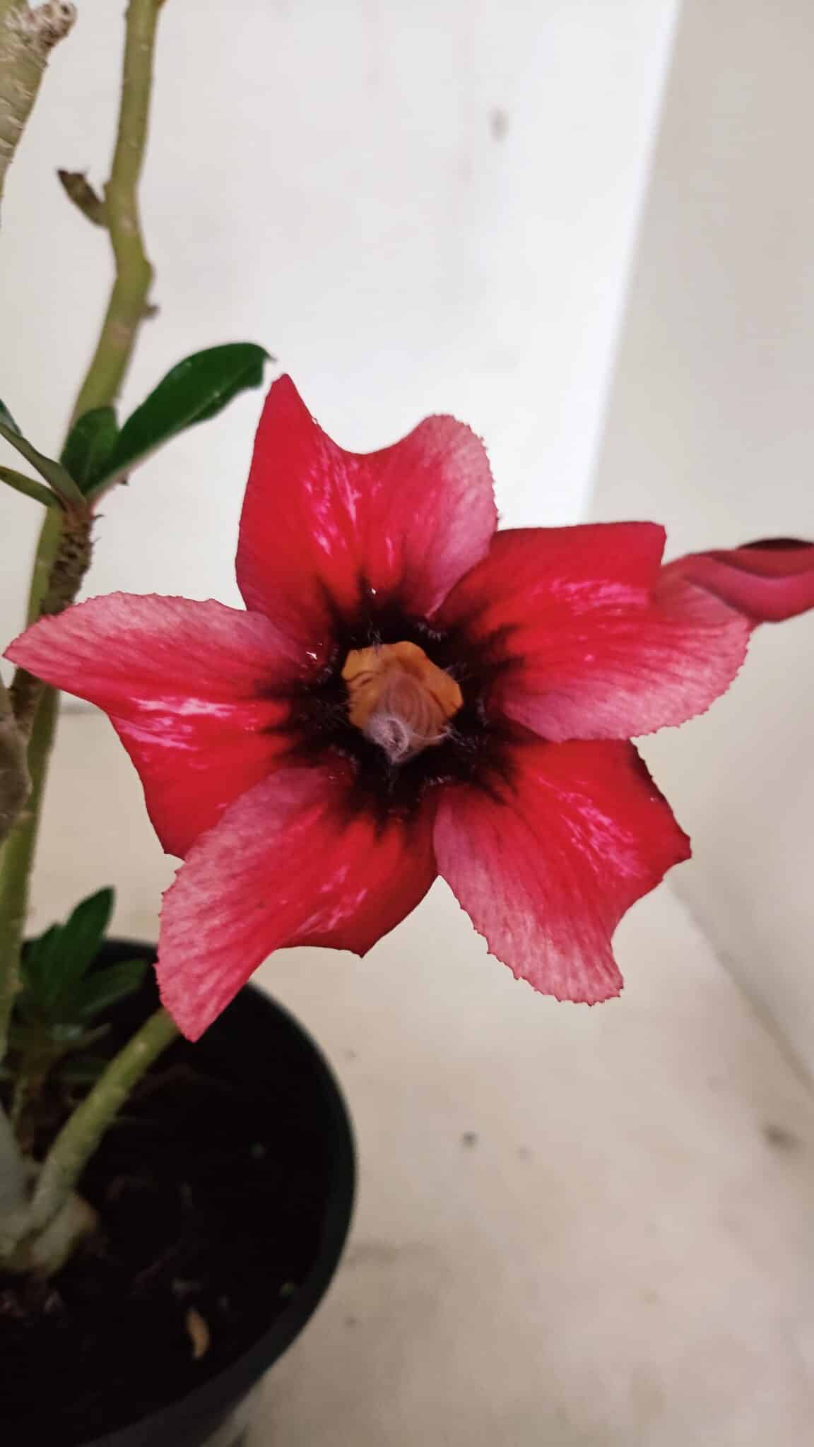 Planta Simples 3346 – 30cm – 02 anos - foto 3