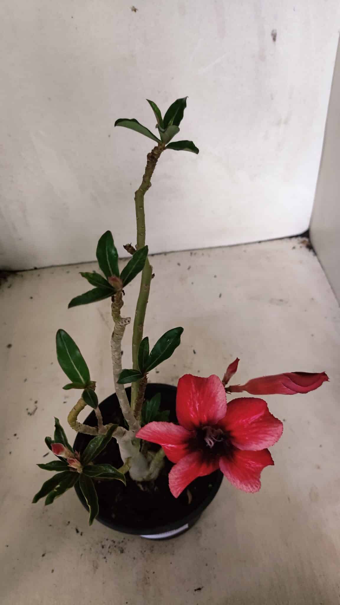 Planta Simples 3346 – 30cm – 02 anos - foto 4