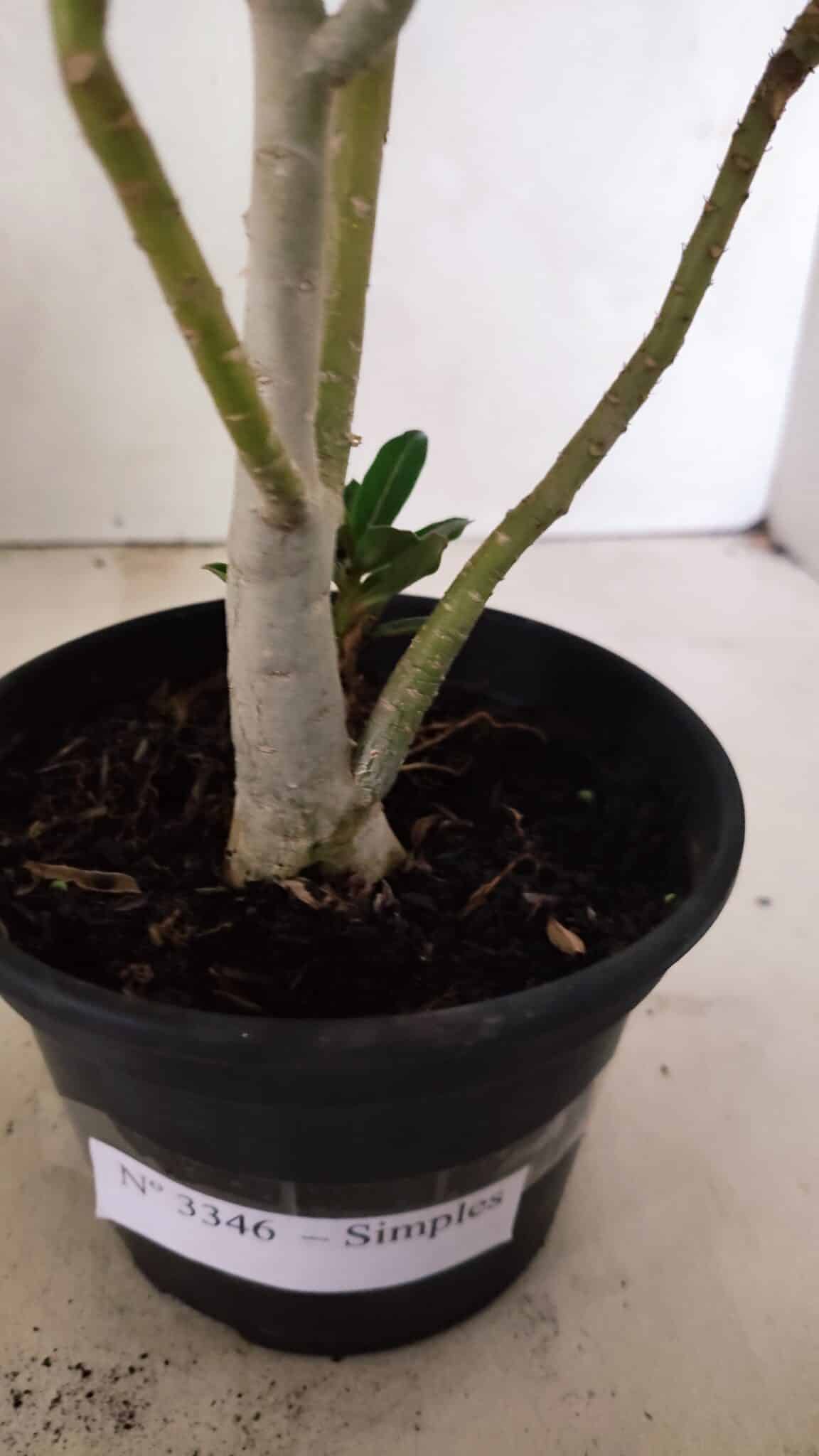 Planta Simples 3346 – 30cm – 02 anos - foto 7