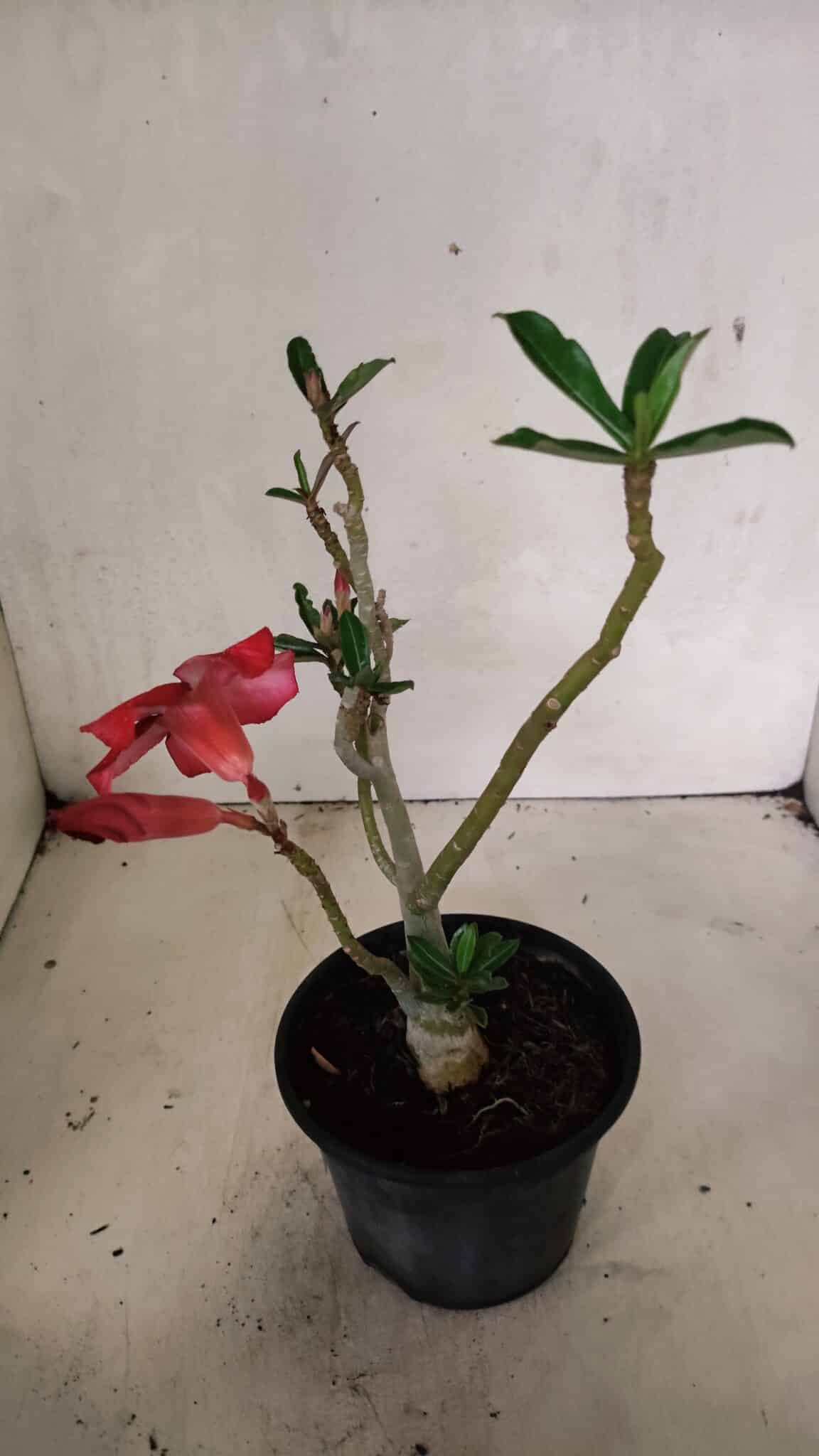 Planta Simples 3346 – 30cm – 02 anos - foto 6