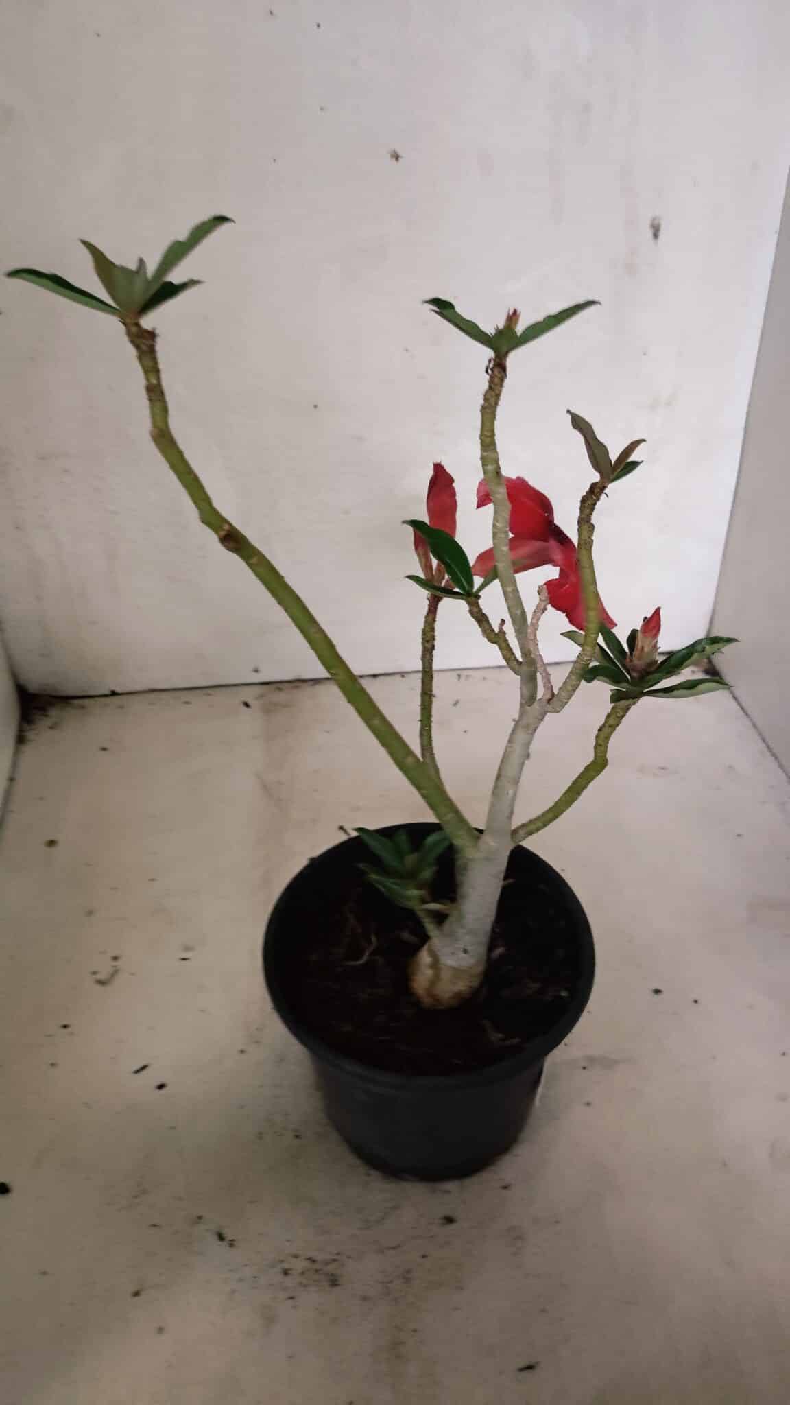 Planta Simples 3346 – 30cm – 02 anos - foto 5
