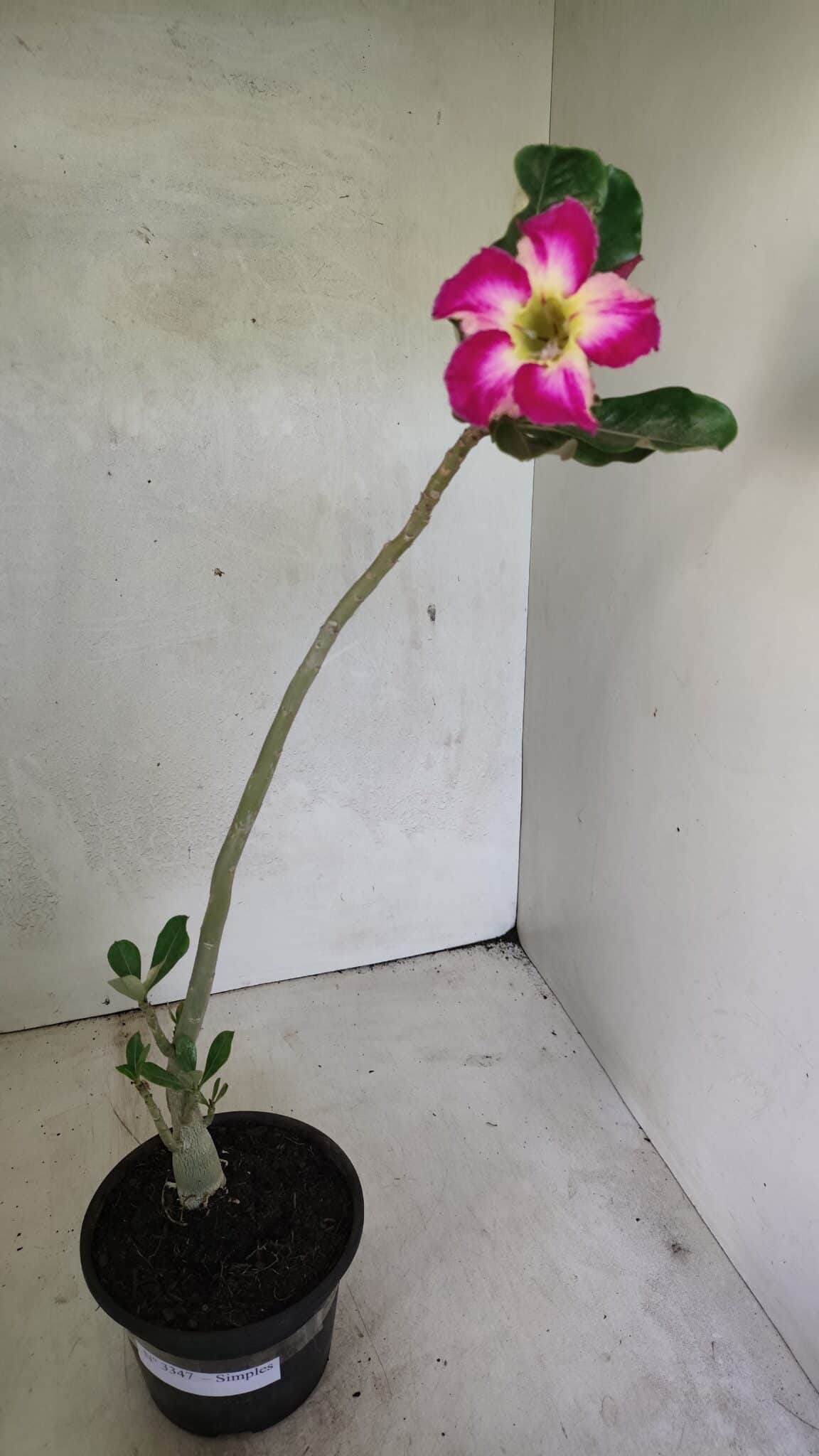 Planta Simples 3347 – 30cm – 02 anos - foto 2
