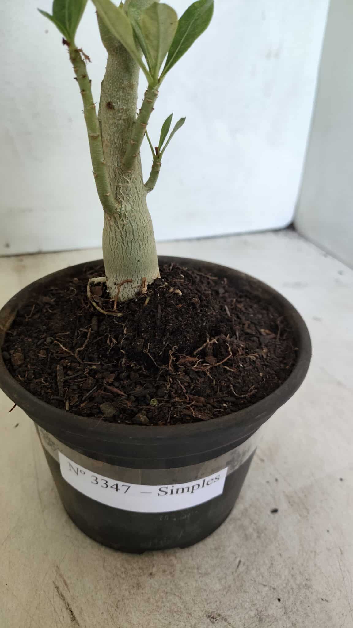 Planta Simples 3347 – 30cm – 02 anos - foto 6