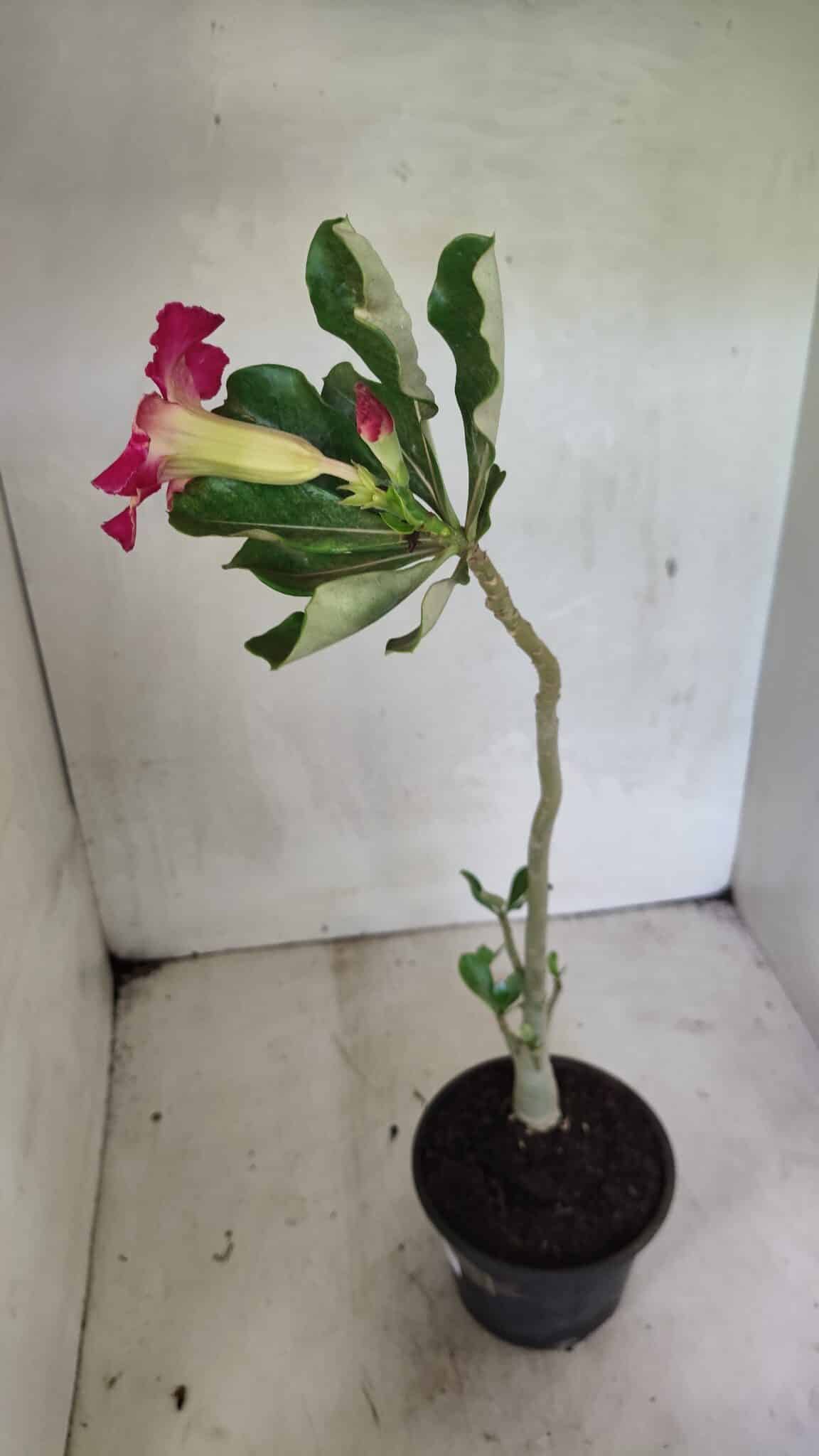 Planta Simples 3347 – 30cm – 02 anos - foto 5