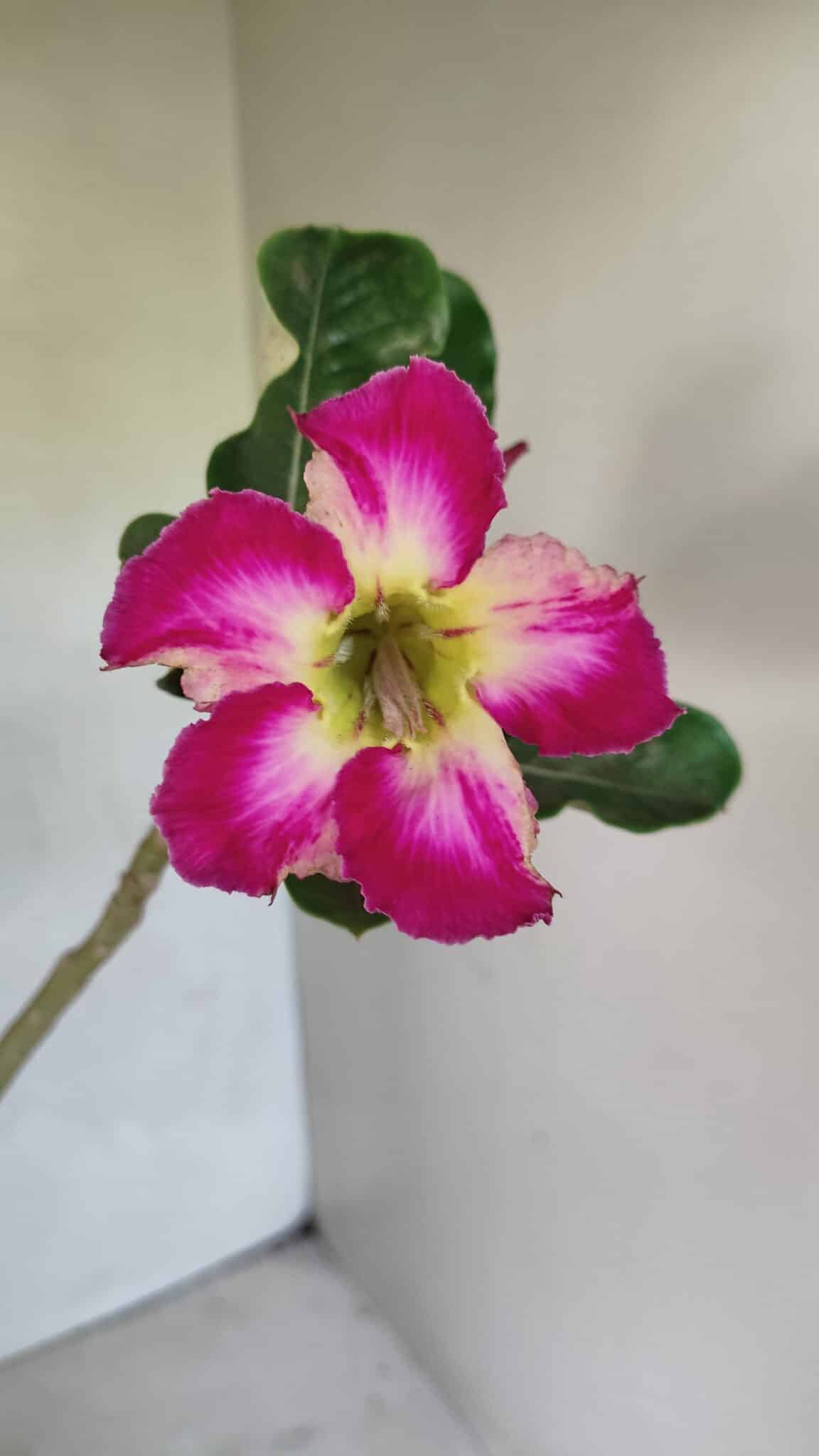 Planta Simples 3347 – 30cm – 02 anos - foto 3