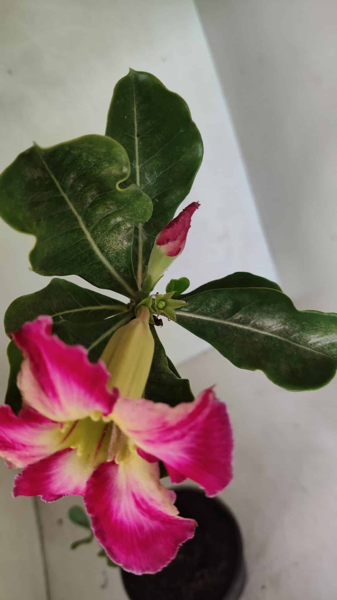 Planta Simples 3347 – 30cm – 02 anos - foto 4