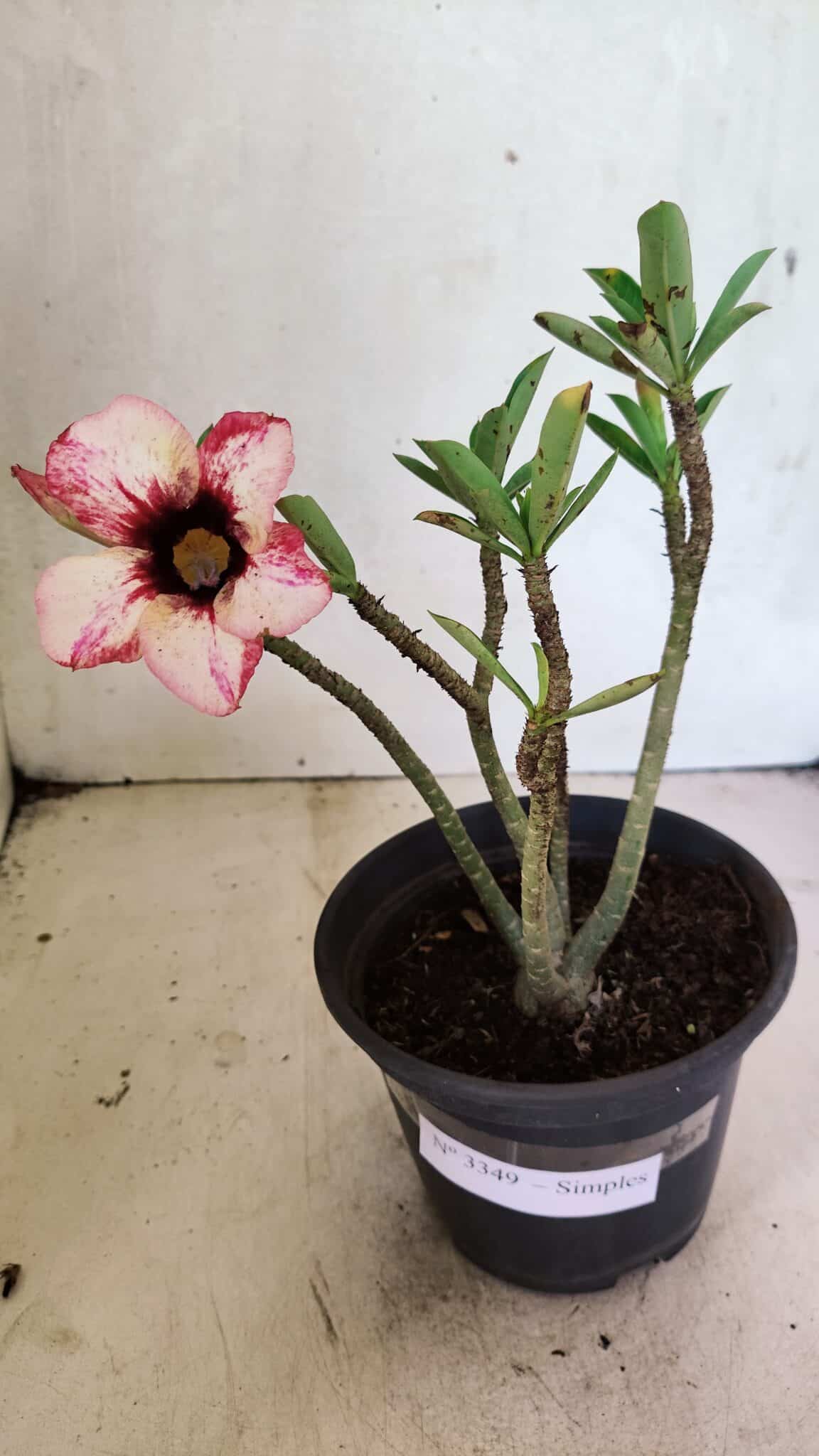 Planta Simples 3349 – 25cm – 01 ano - foto 2
